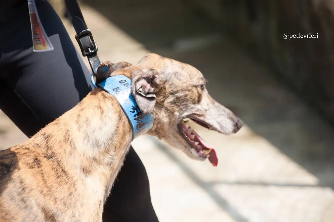 2 infinite tron adozione greyhound macao