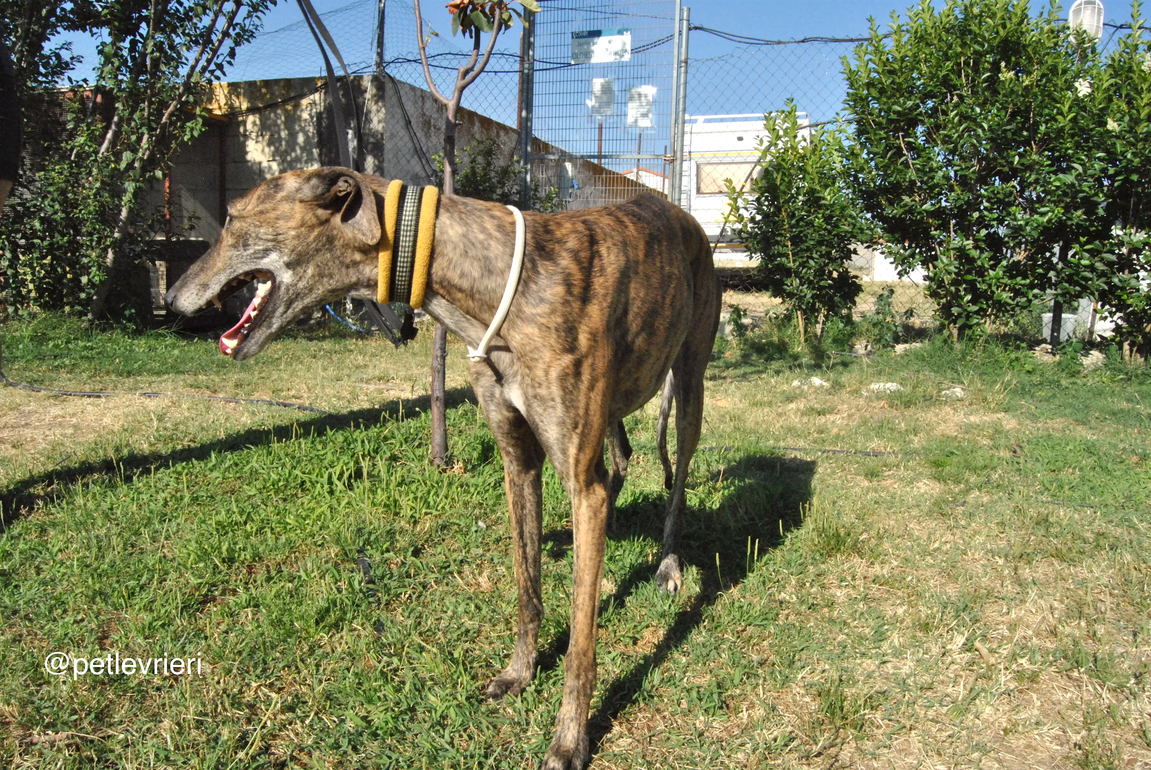 2 jara adozione levrieri galgo 1