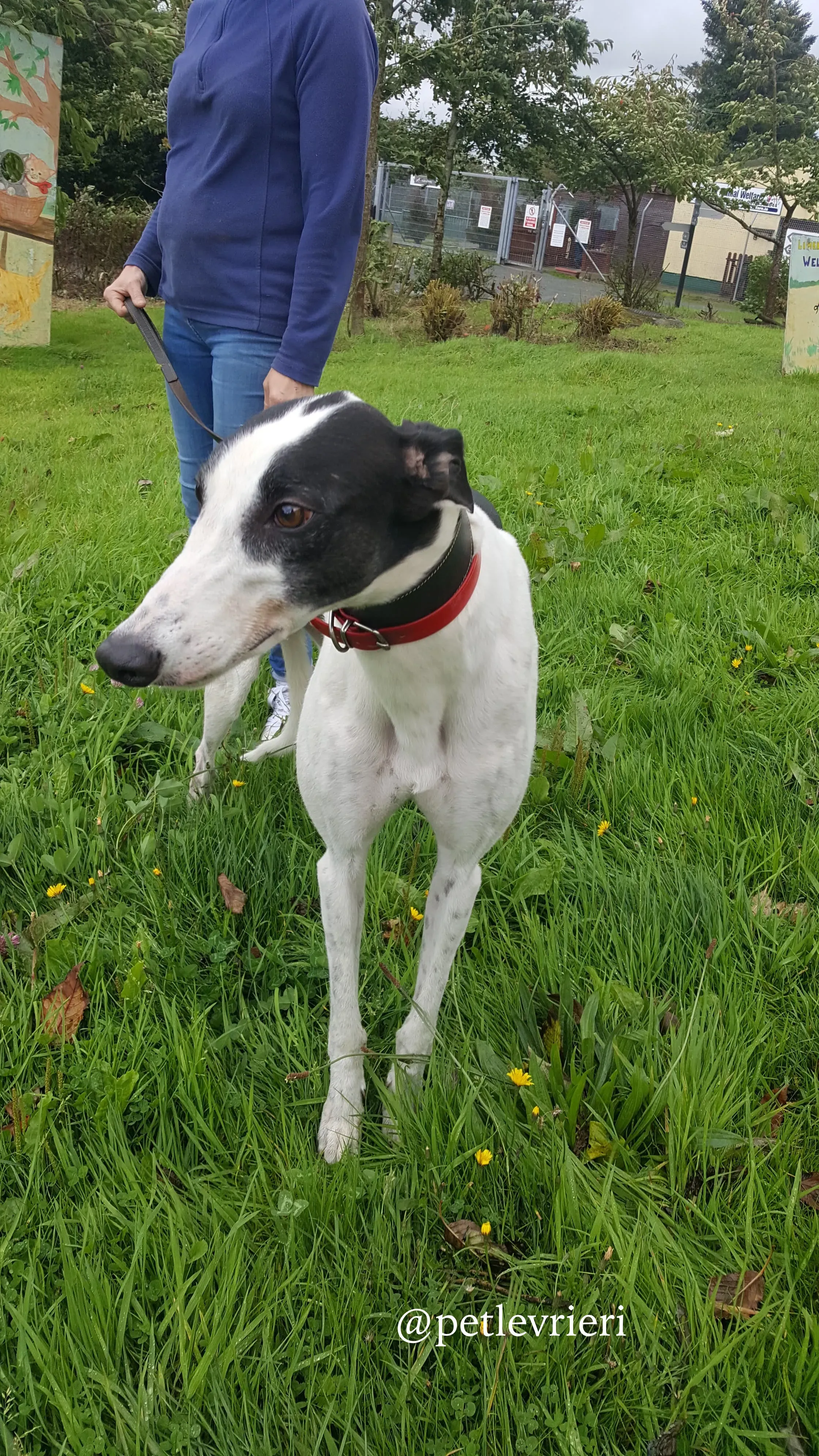 2 jay adozione greyhound