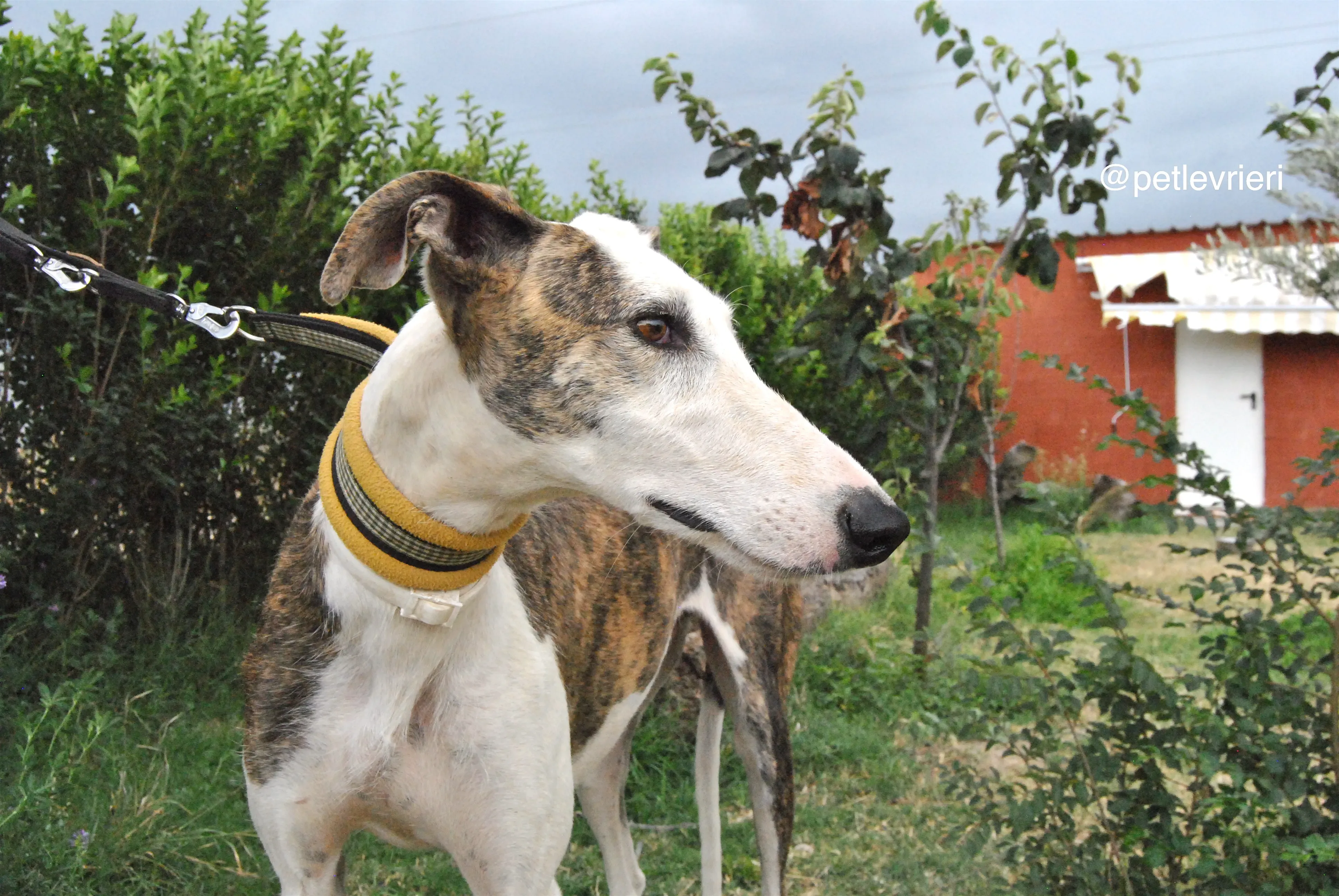 2 josua adozione levrieri galgo