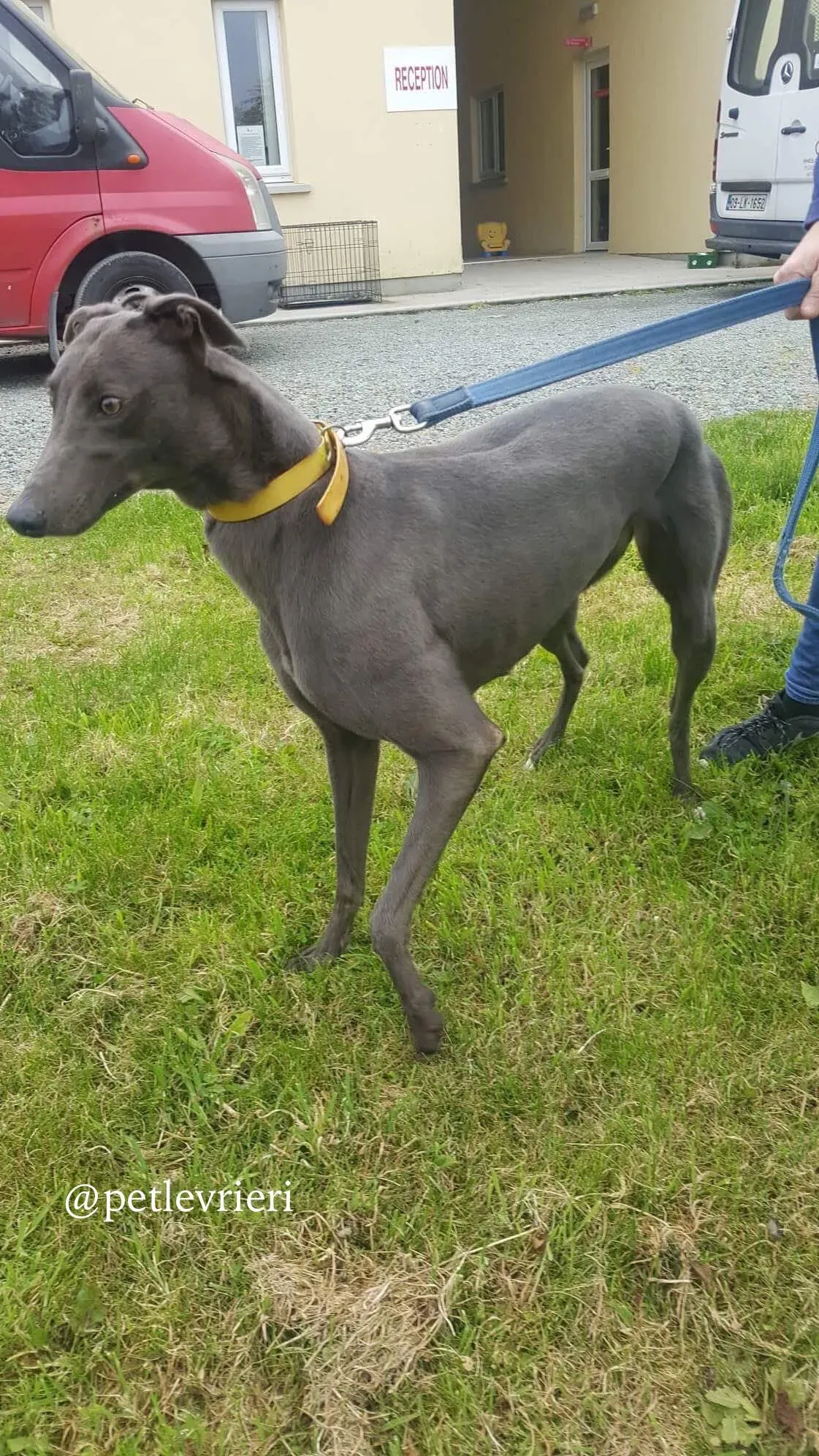 2 joy adozione levrieri greyhound