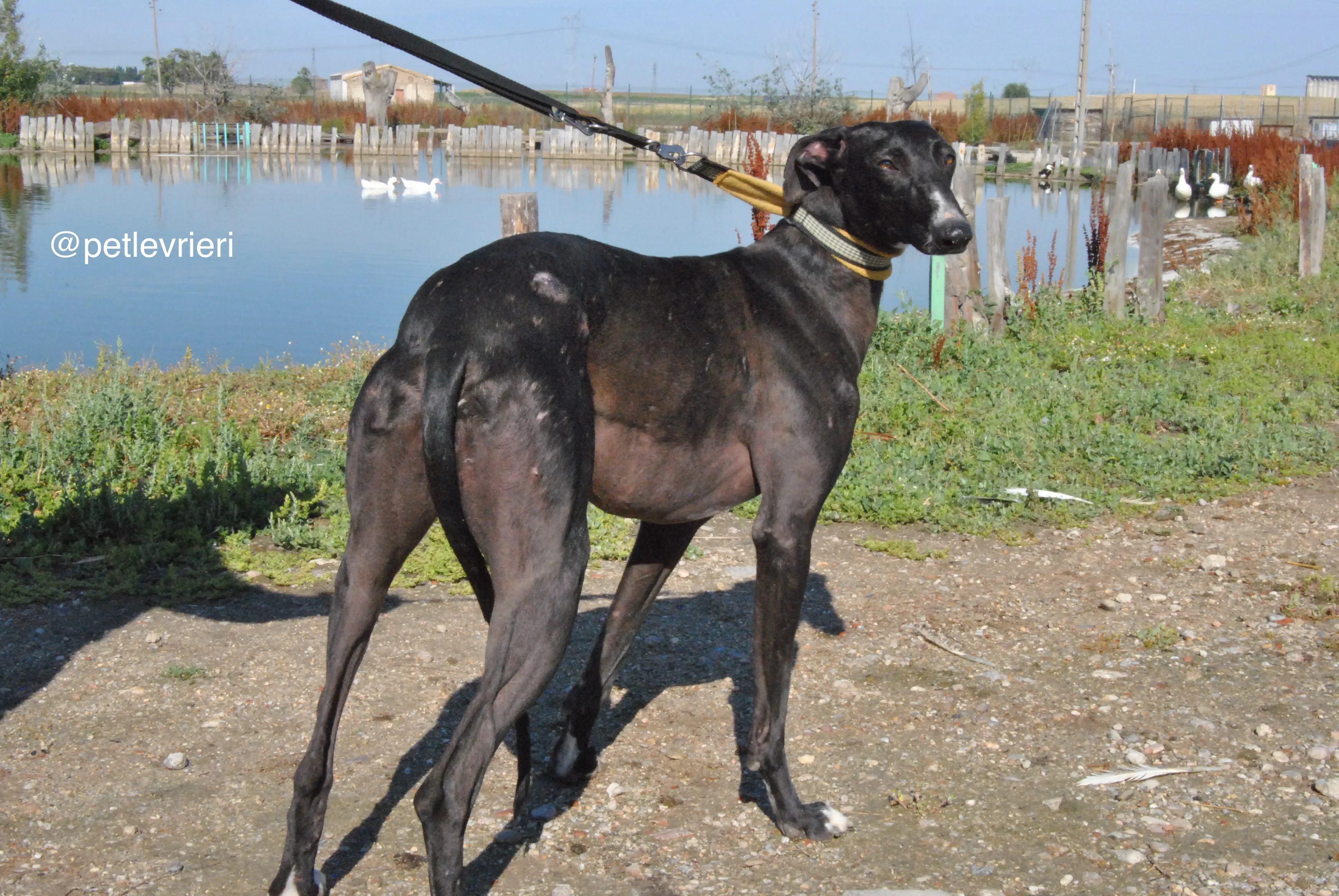 2 lacompleta adozione levrieri galgo