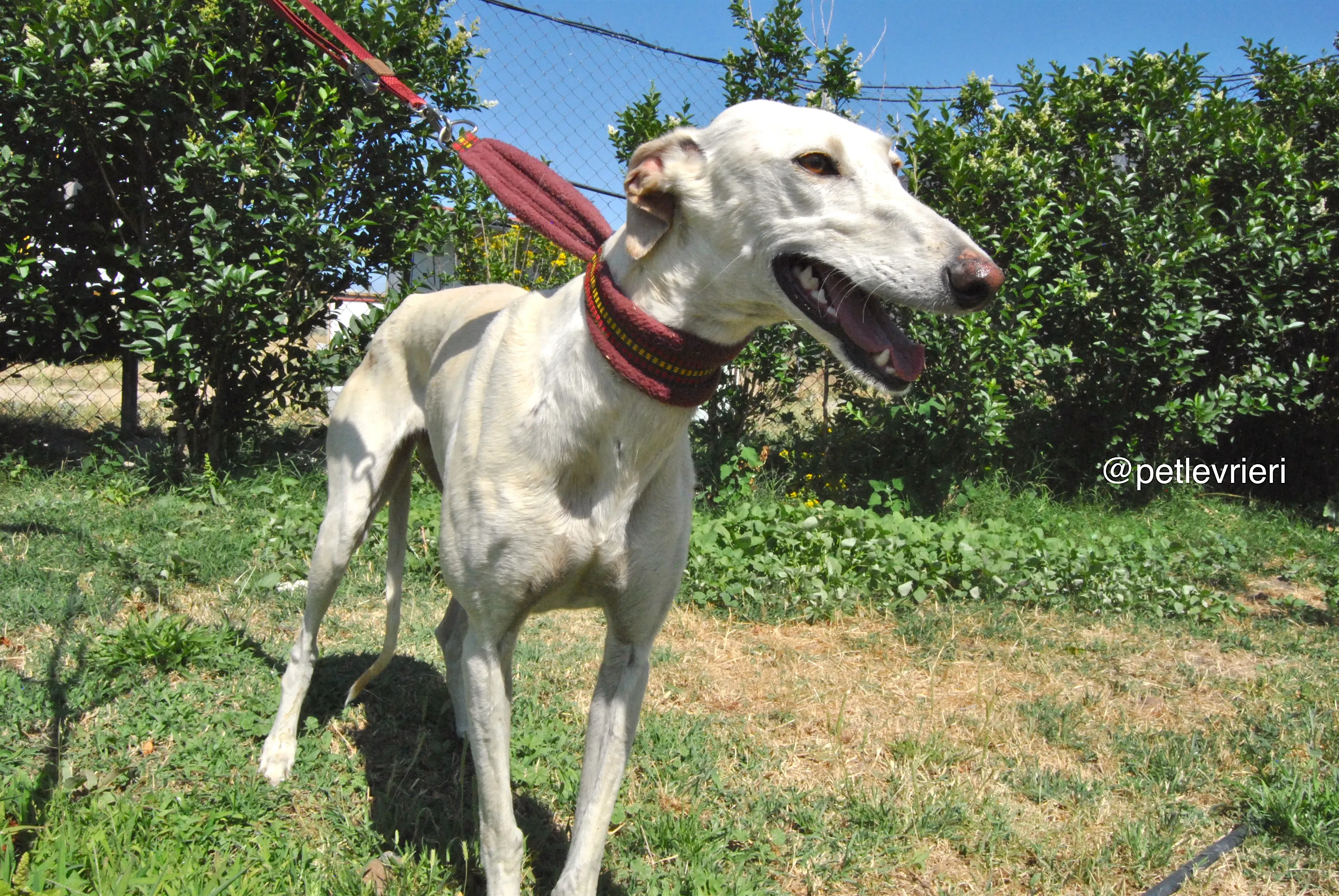 2 laila adozione levrieri galgo