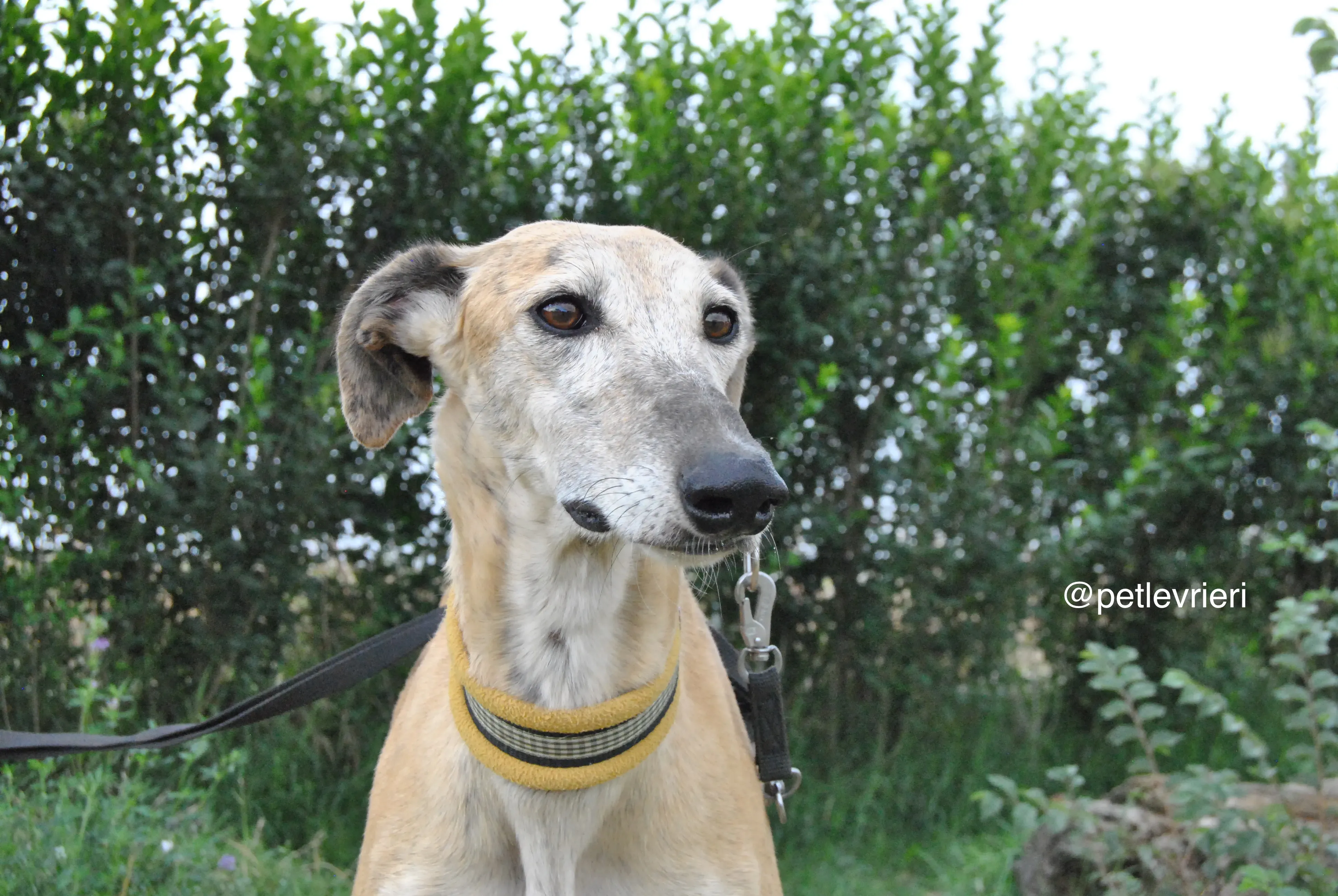 2 lambie adozione levrieri galgo