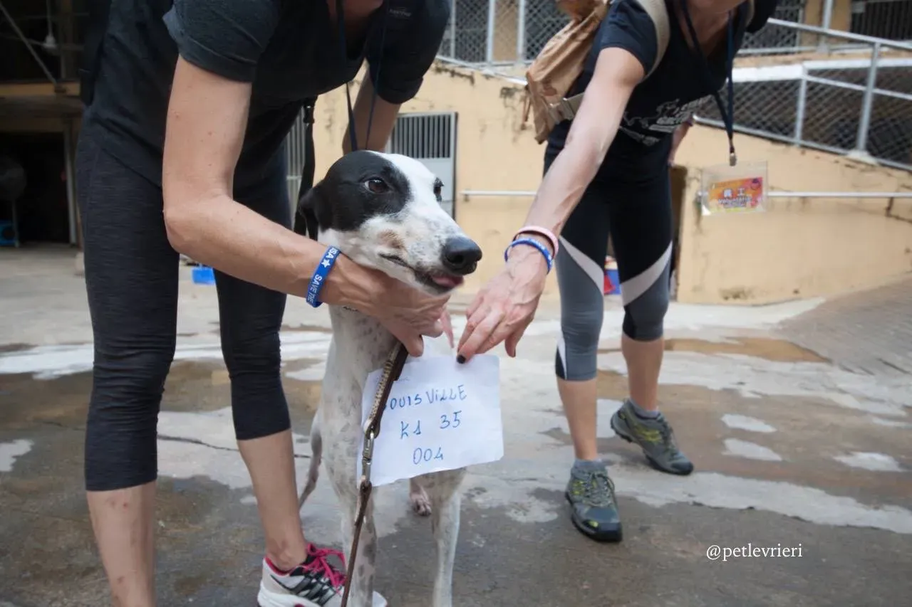 2 louisville swish adozione greyhound macao