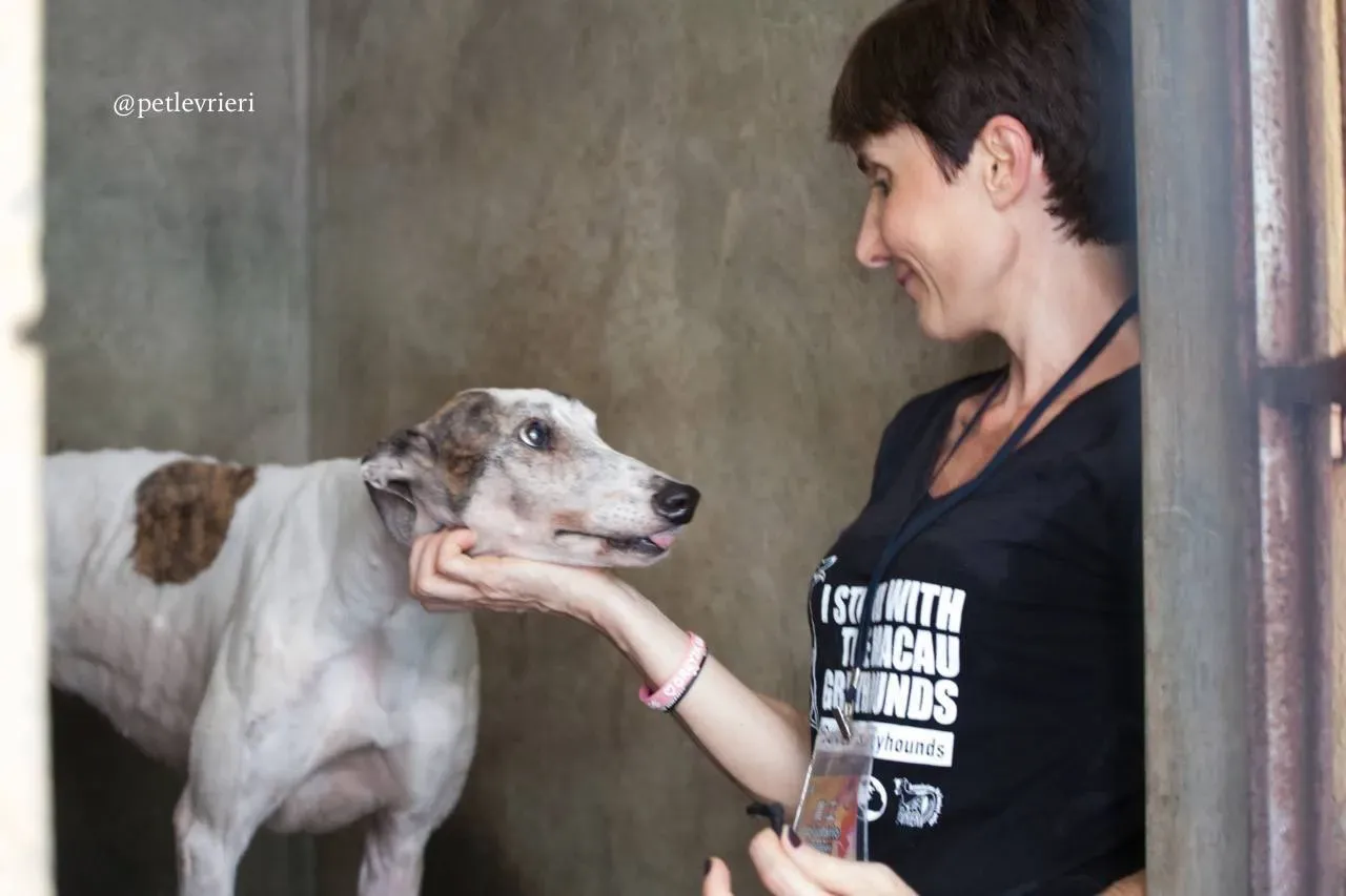 2 lucky fortune adozione greyhound macao