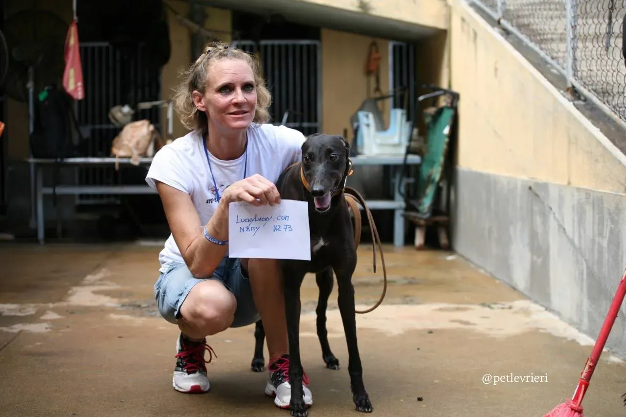 2 luckylucky.com adozione greyhound macao