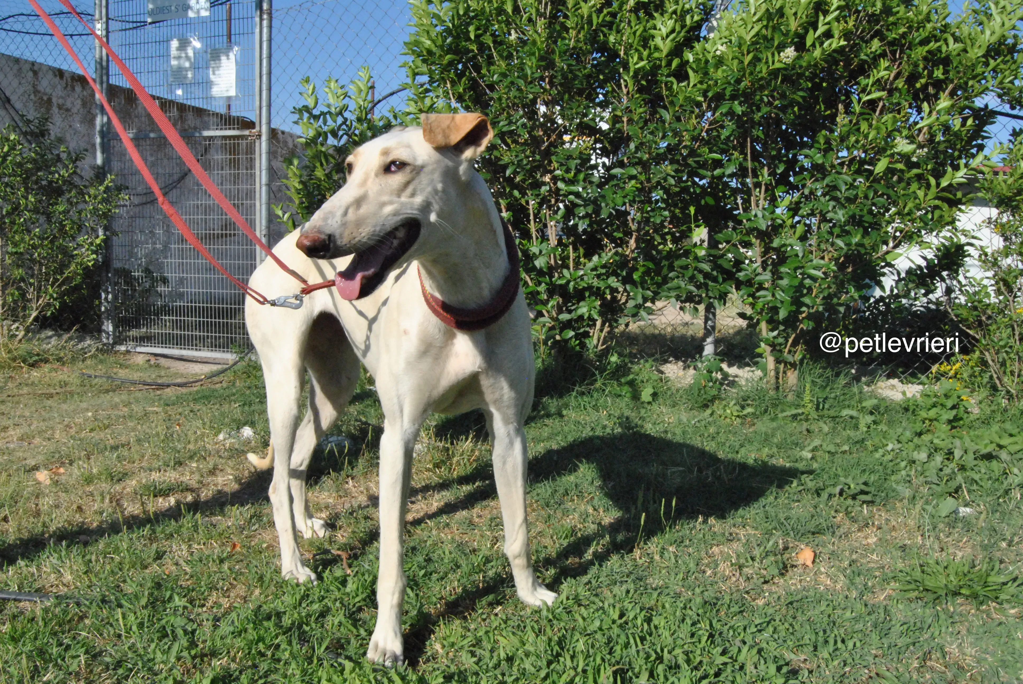 2 mari adozione levrieri galgo