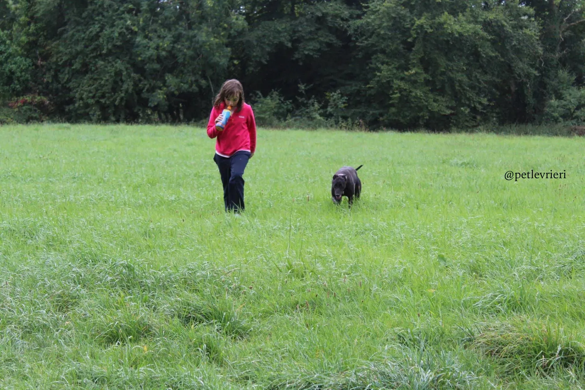 2 mignon adozione levrieri greyhound 1