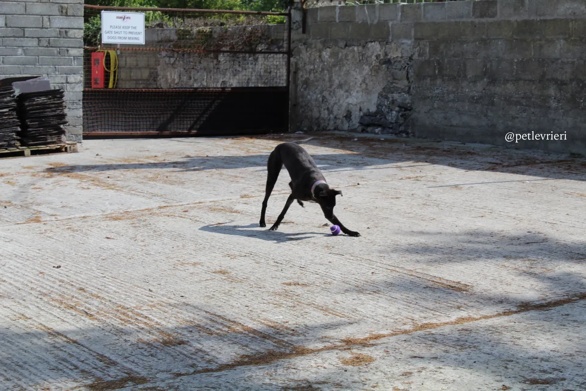 2 mignon adozione levrieri greyhound