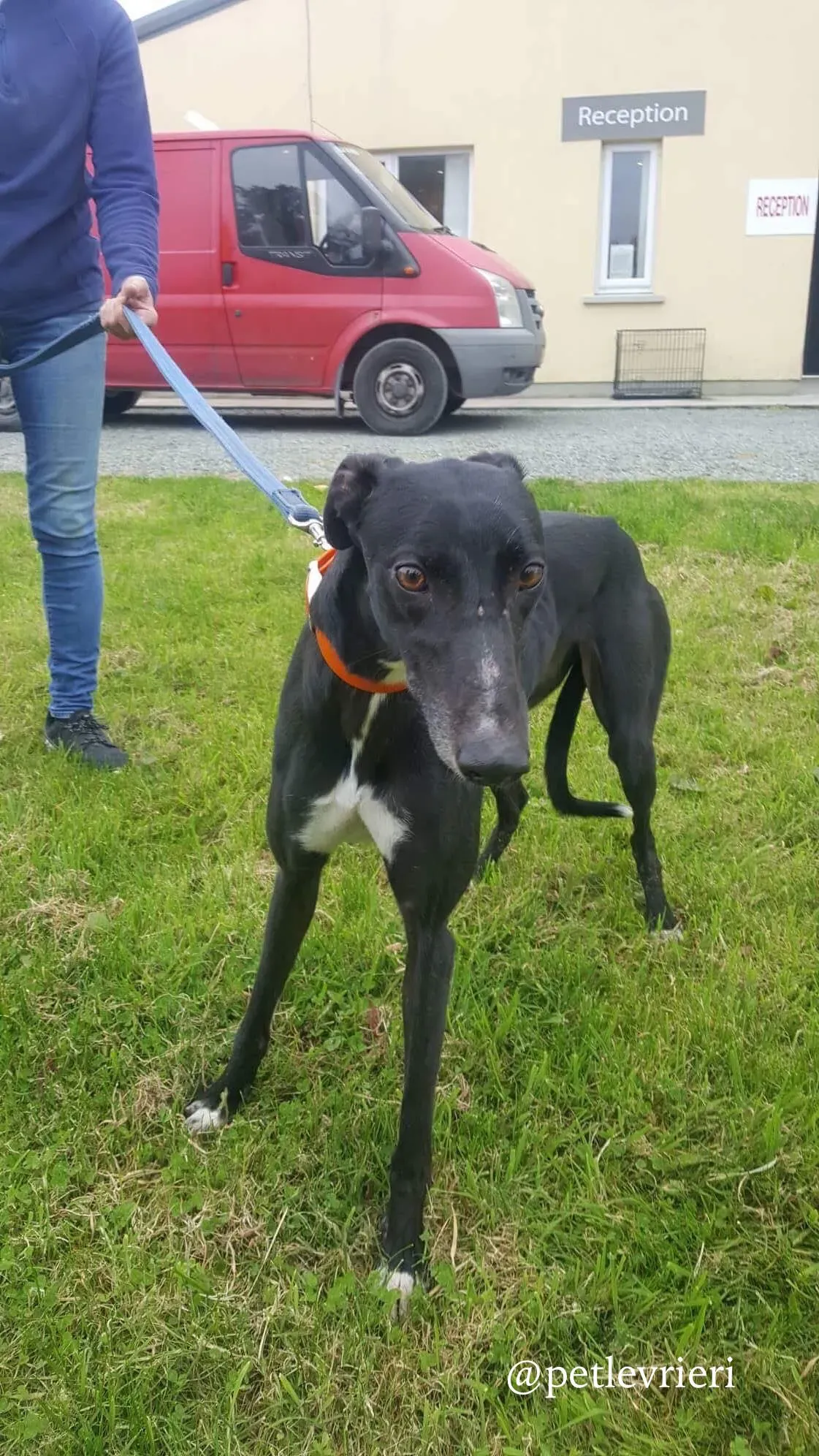 2 miss alice adozione levrieri greyhound