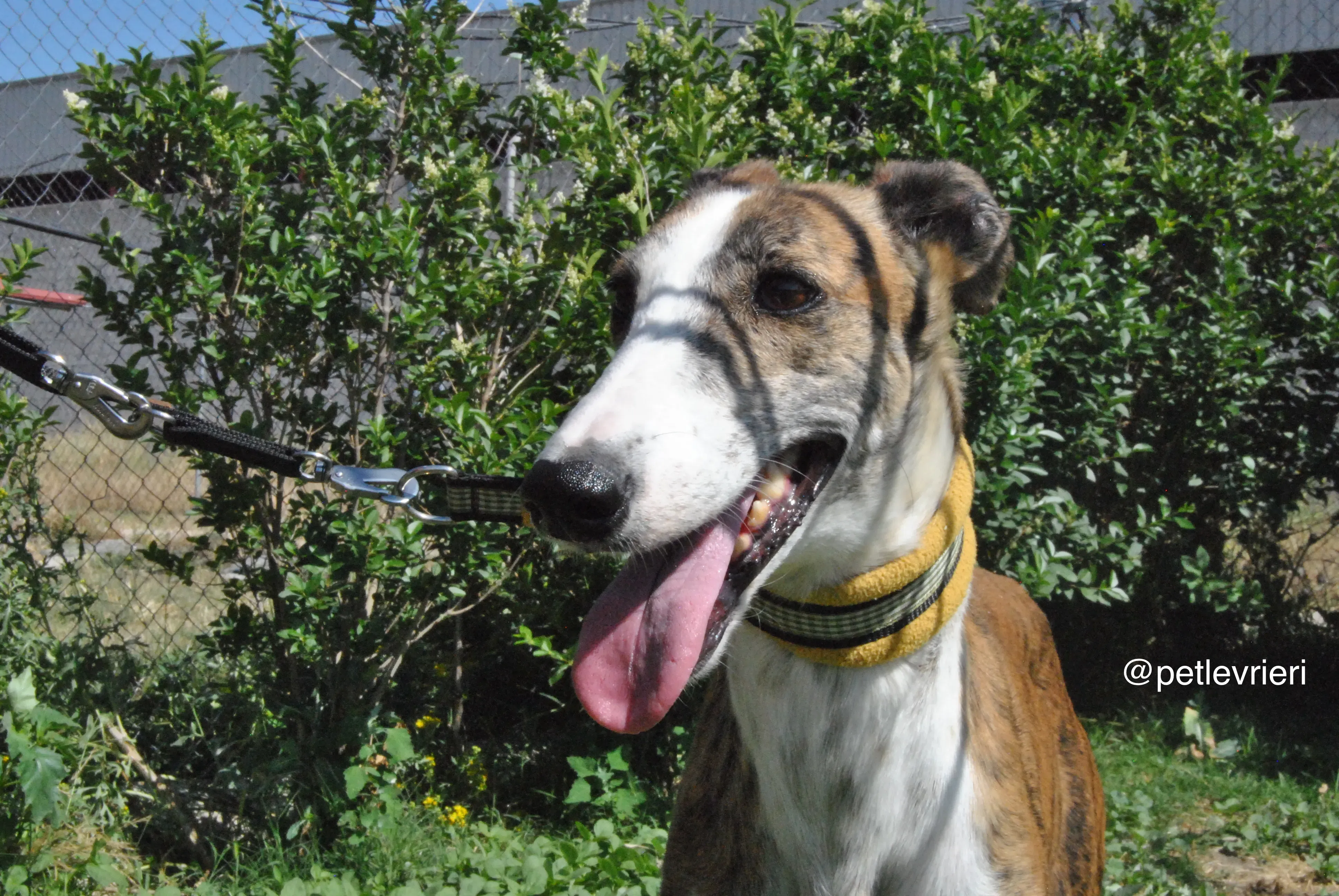 2 mumush adozione levrieri galgo