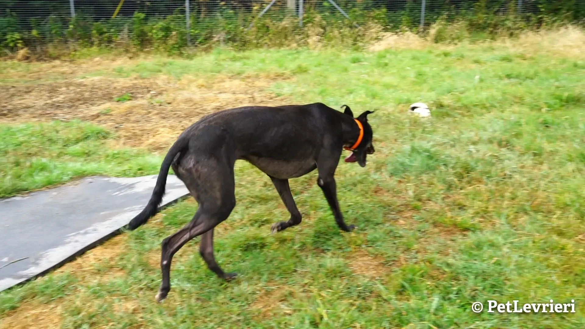 2 murt adozione levrieri greyhound