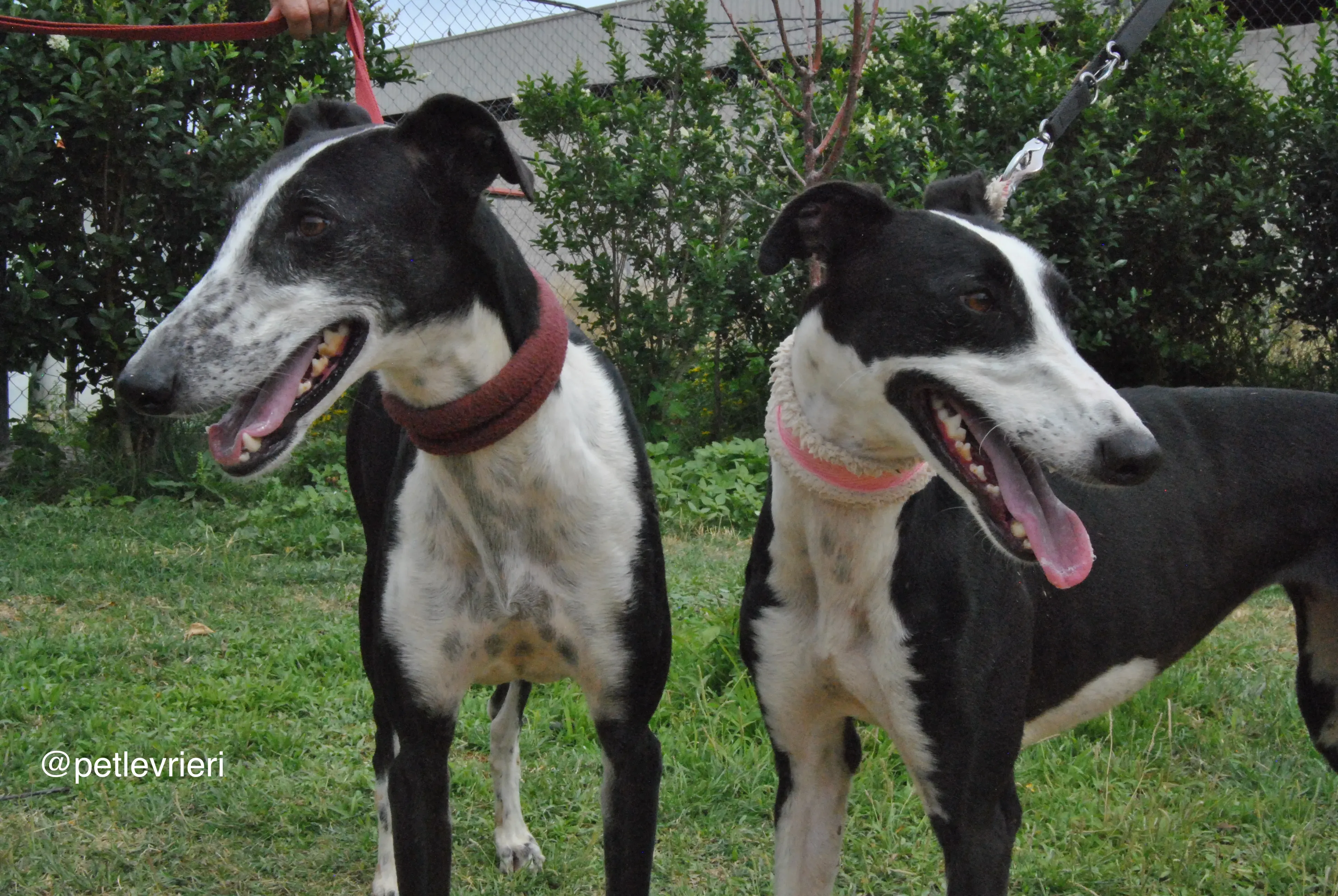 2 olga katarina adozione levrieri galgo