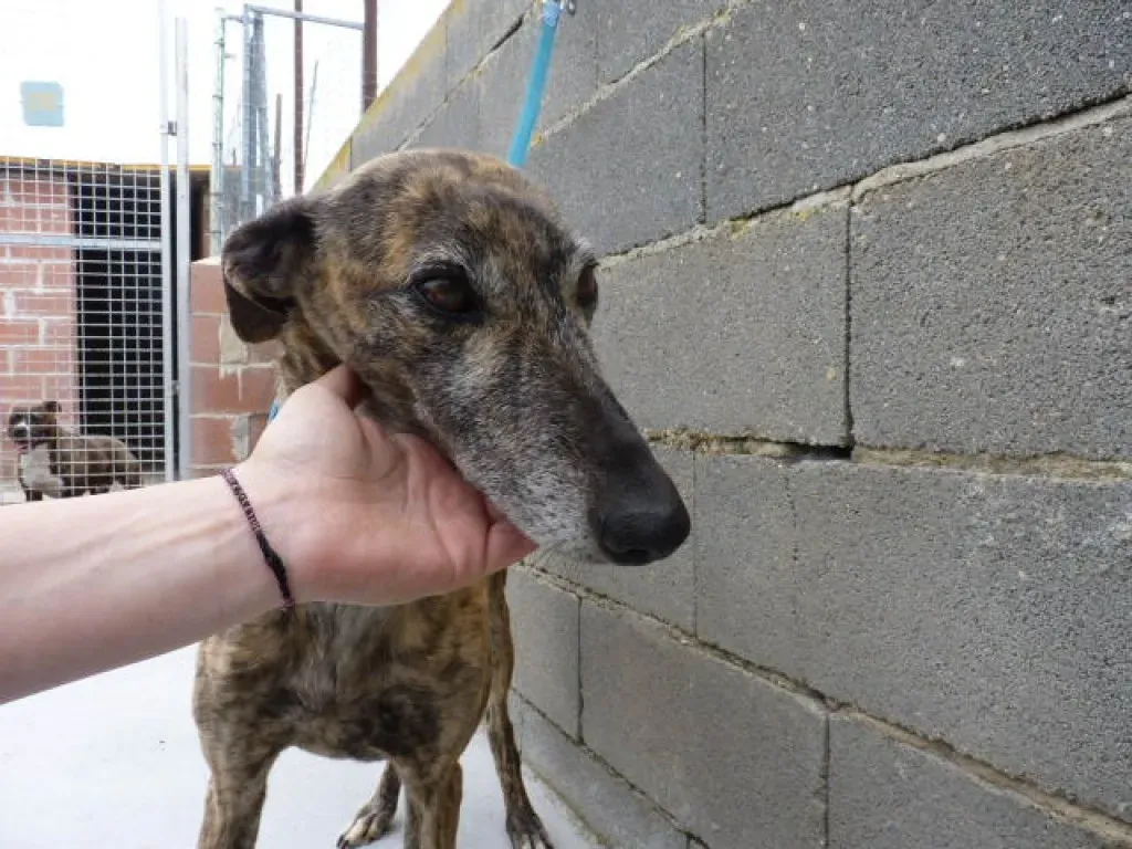 2 ondina adozione levrieri galgo