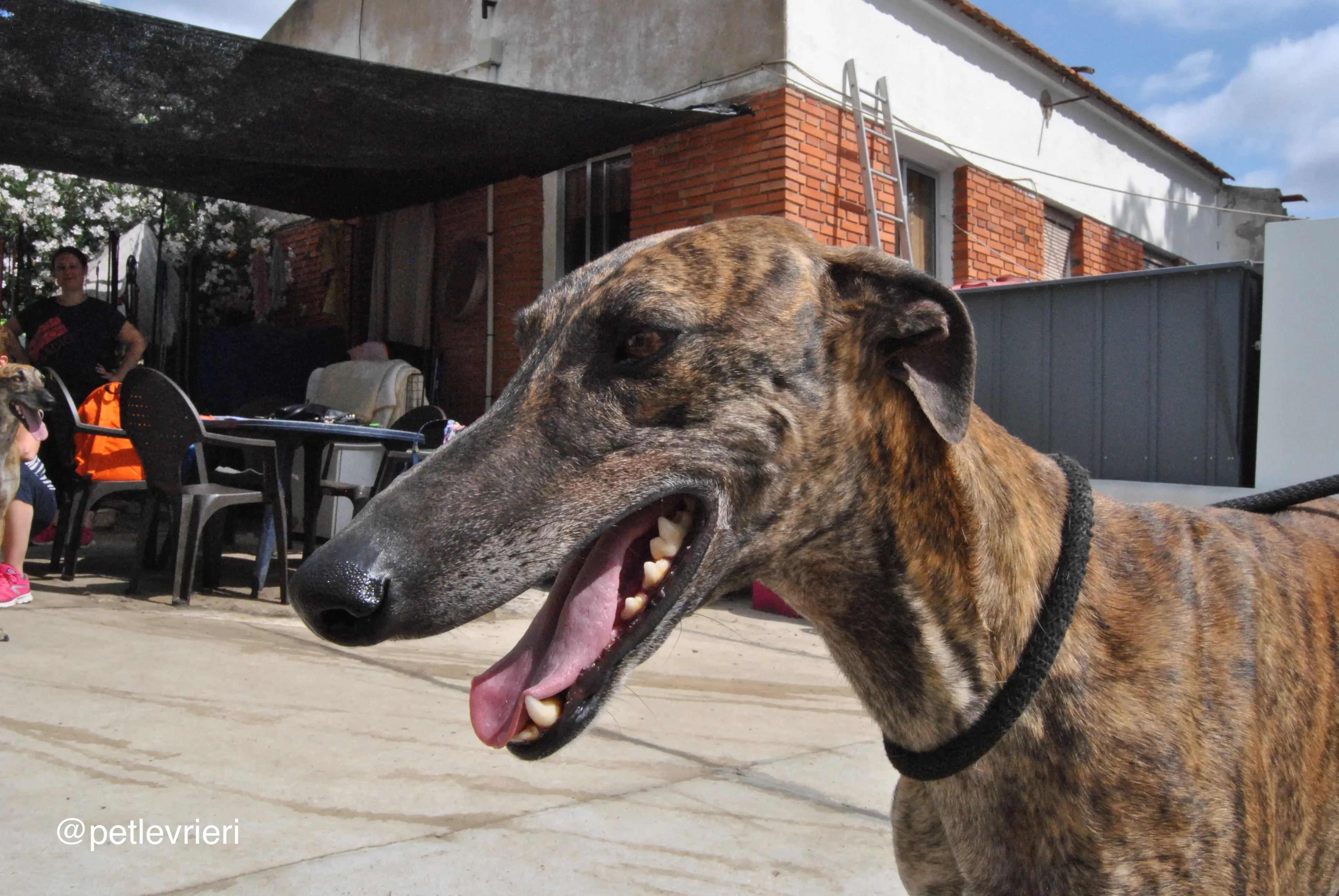 2 orion adozione levrieri galgo