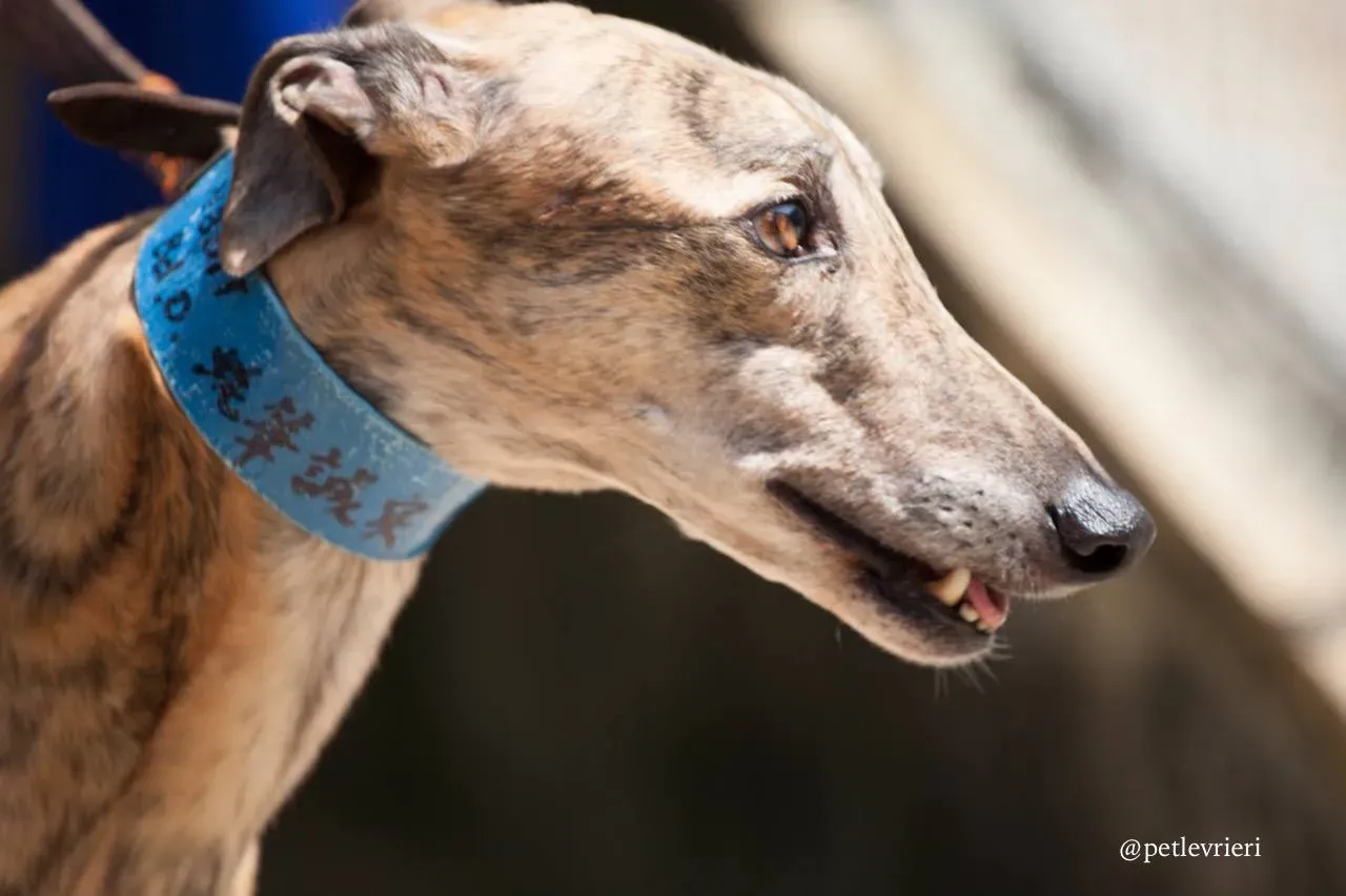 2 oyster chaine adozione greyhound macao
