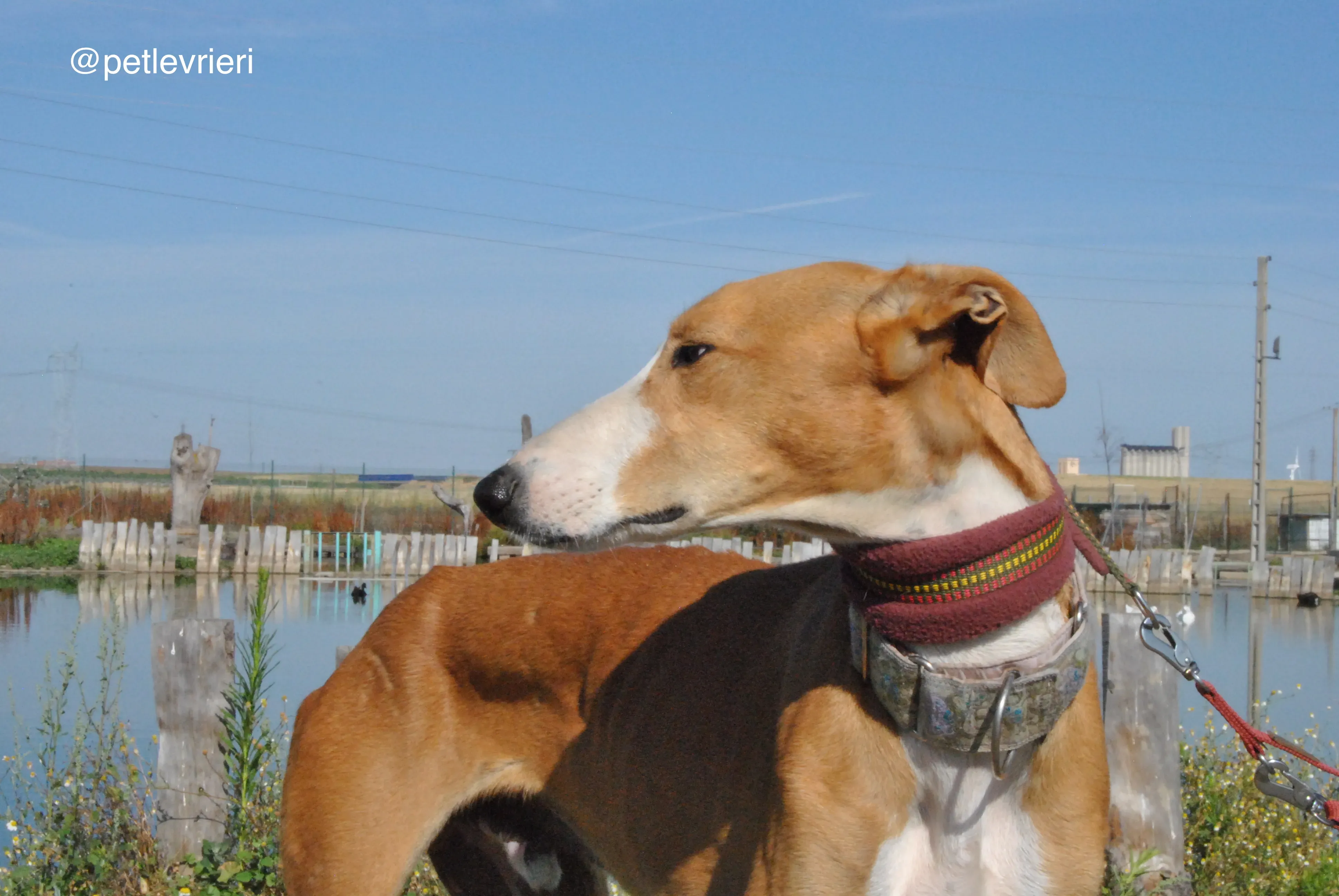 2 patas adozione levrieri galgo