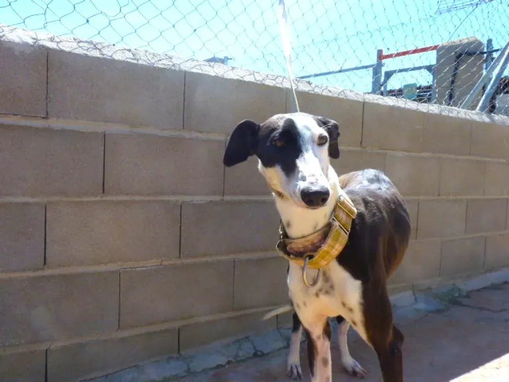 2 pelusa adozione levrieri galgo