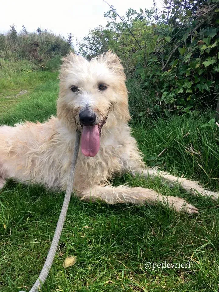 2 philip adozione greyhound