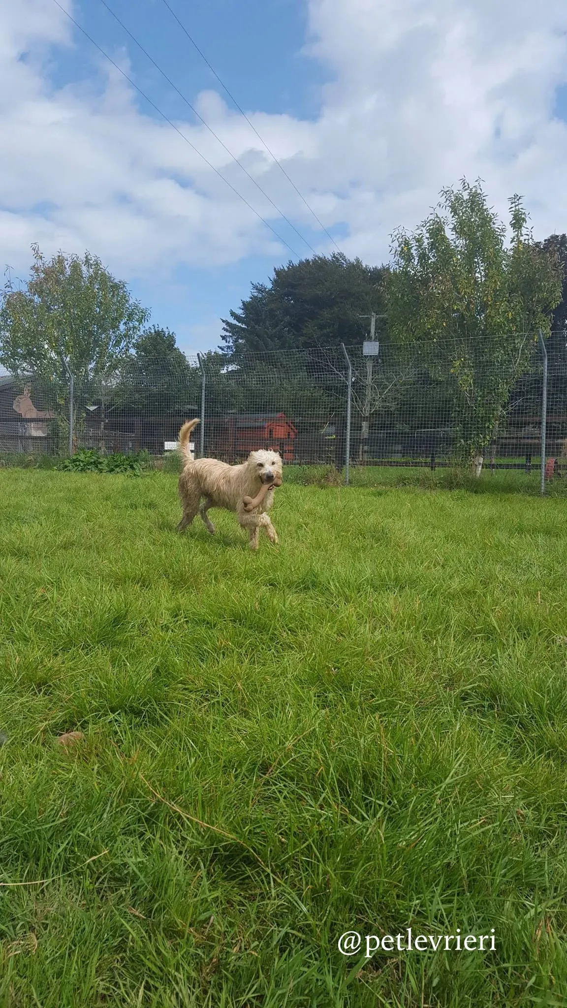 2 philip adozione levrieri greyhound 1