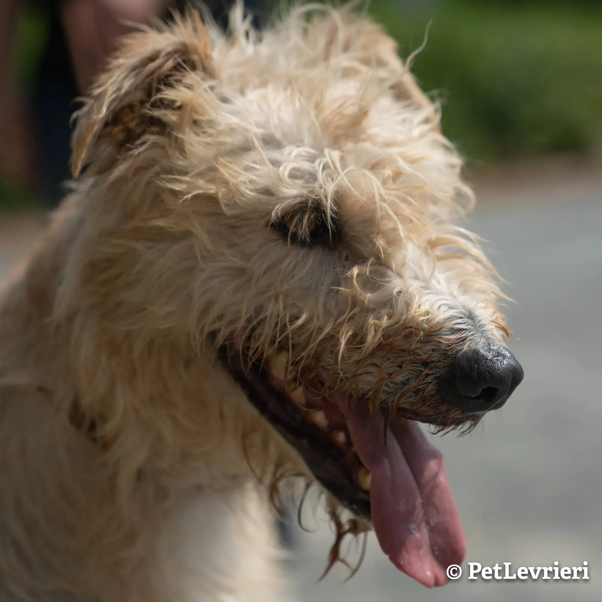 2 philip adozione levrieri greyhound