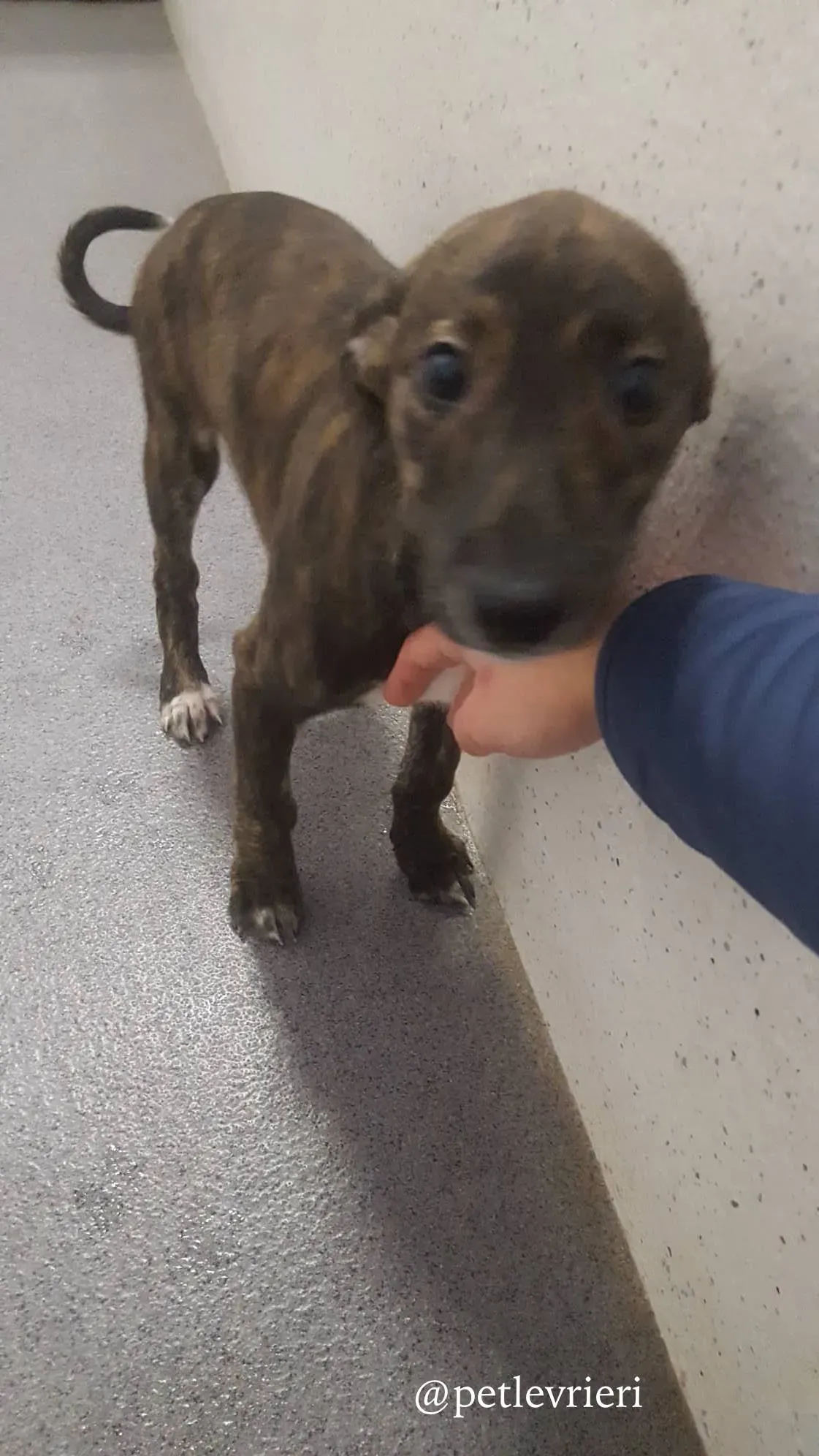 2 piper adozione levrieri greyhound