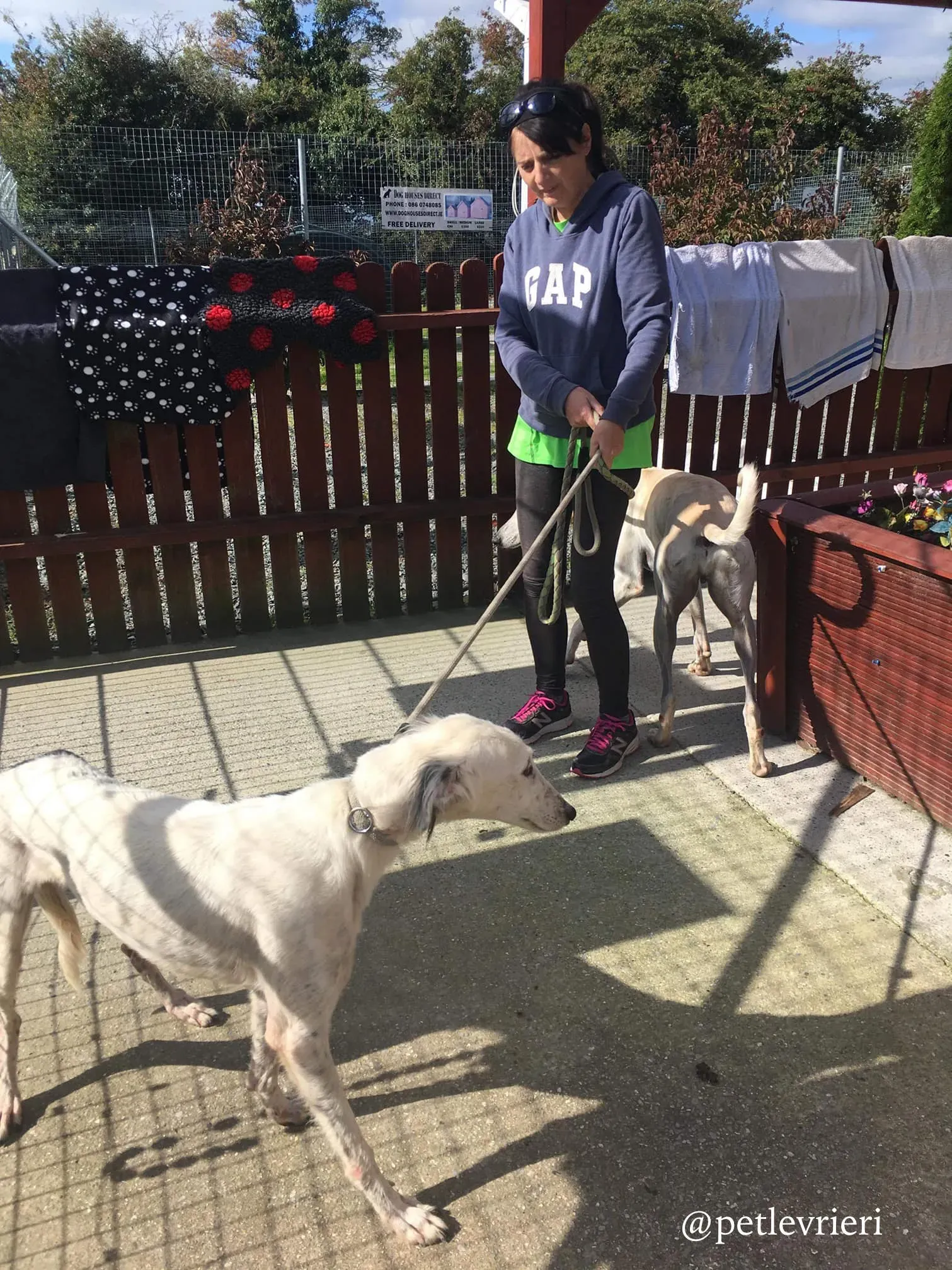 2 pippin adozione greyhound