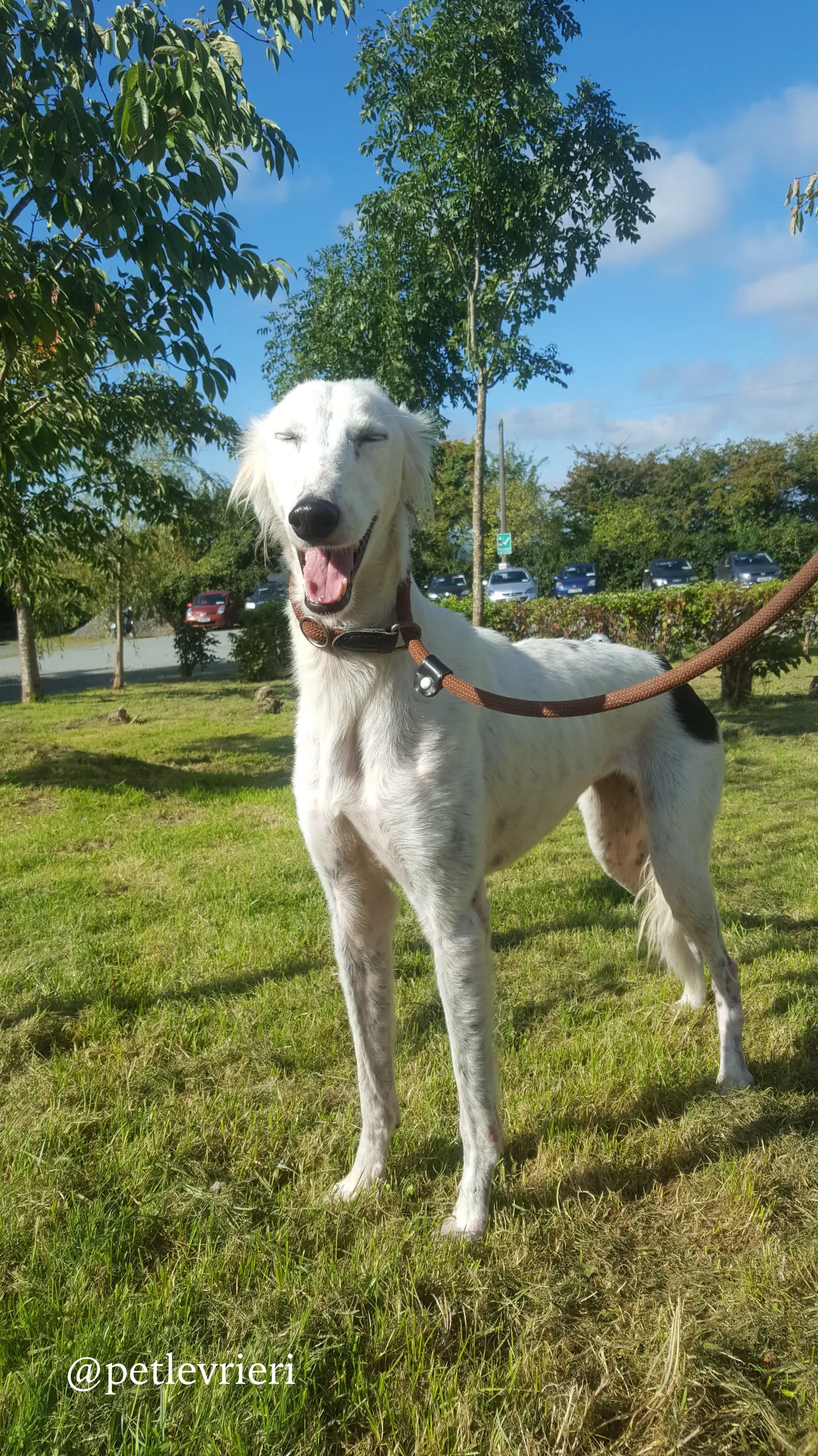 2 pippin adozione levrieri greyhound