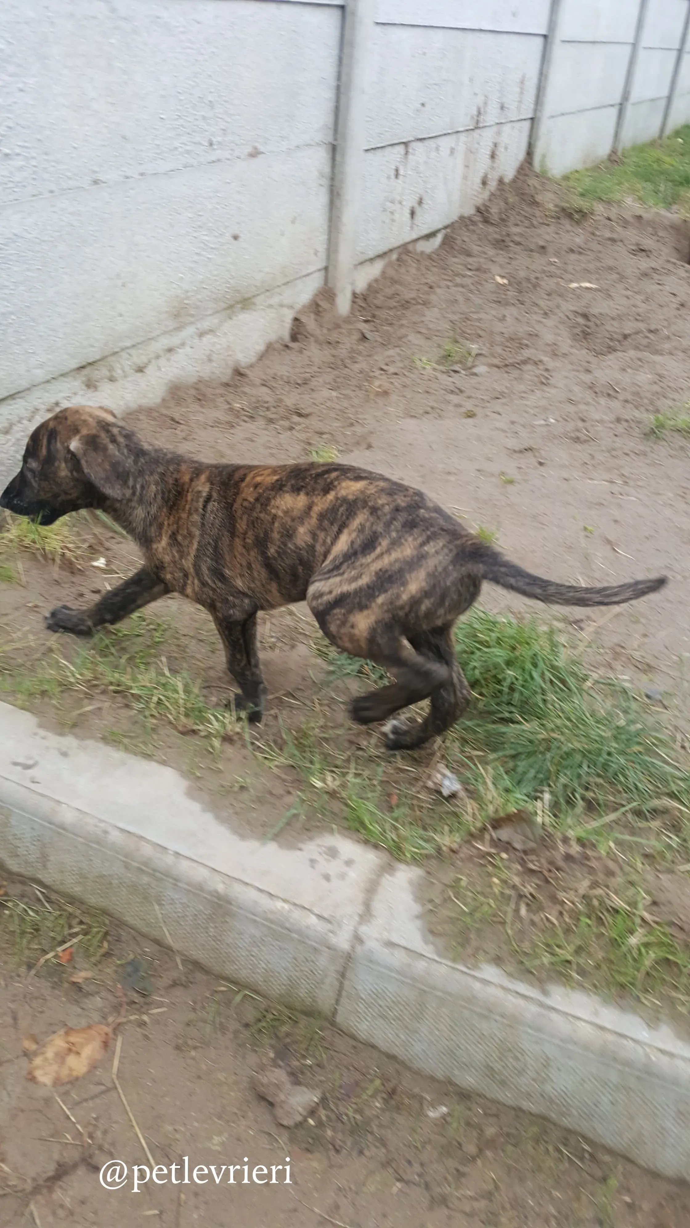2 puppy adozione greyhound