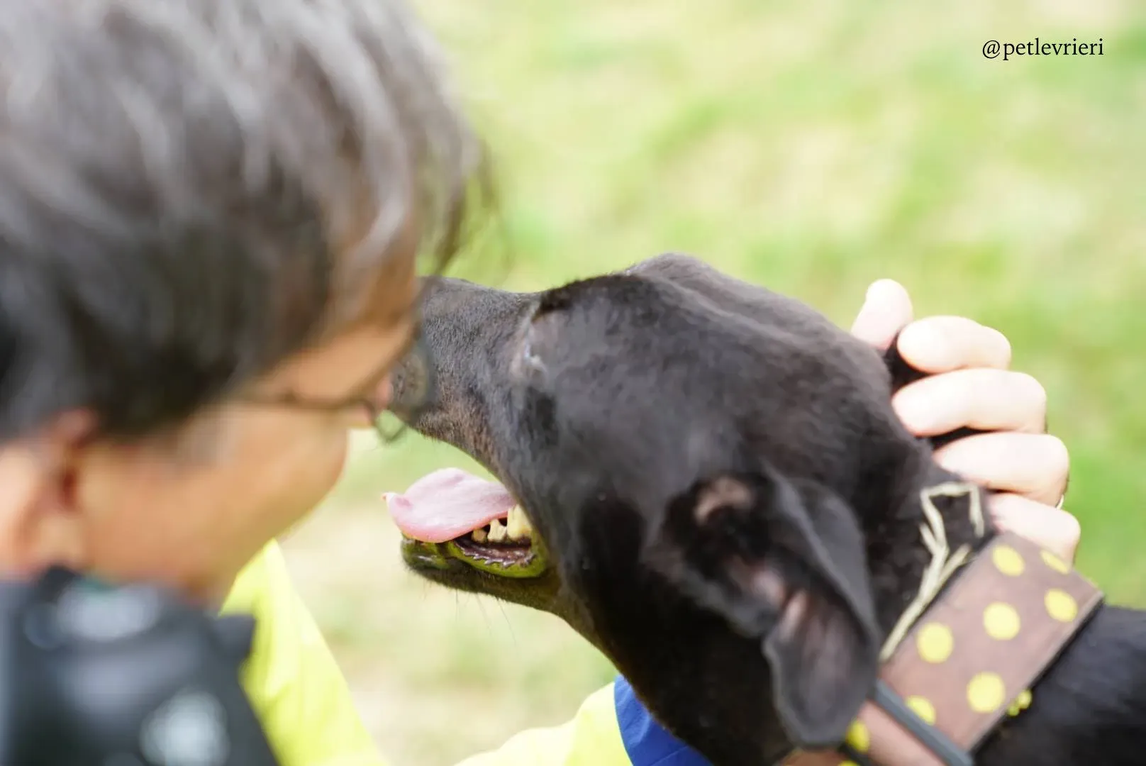 2 reeves adozione levrieri greyhound 1