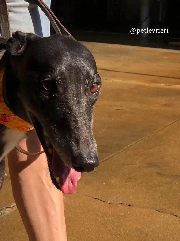 2 rise to me adozione greyhound macao