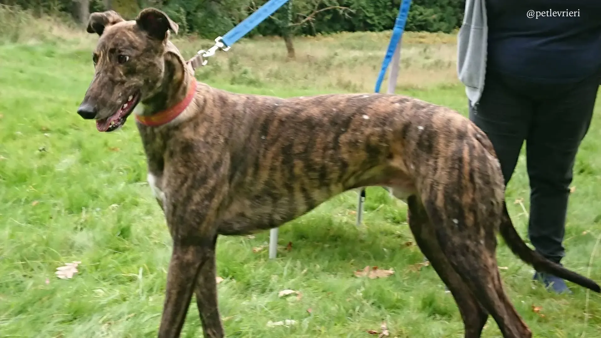 2 rodney adozione levrieri greyhound