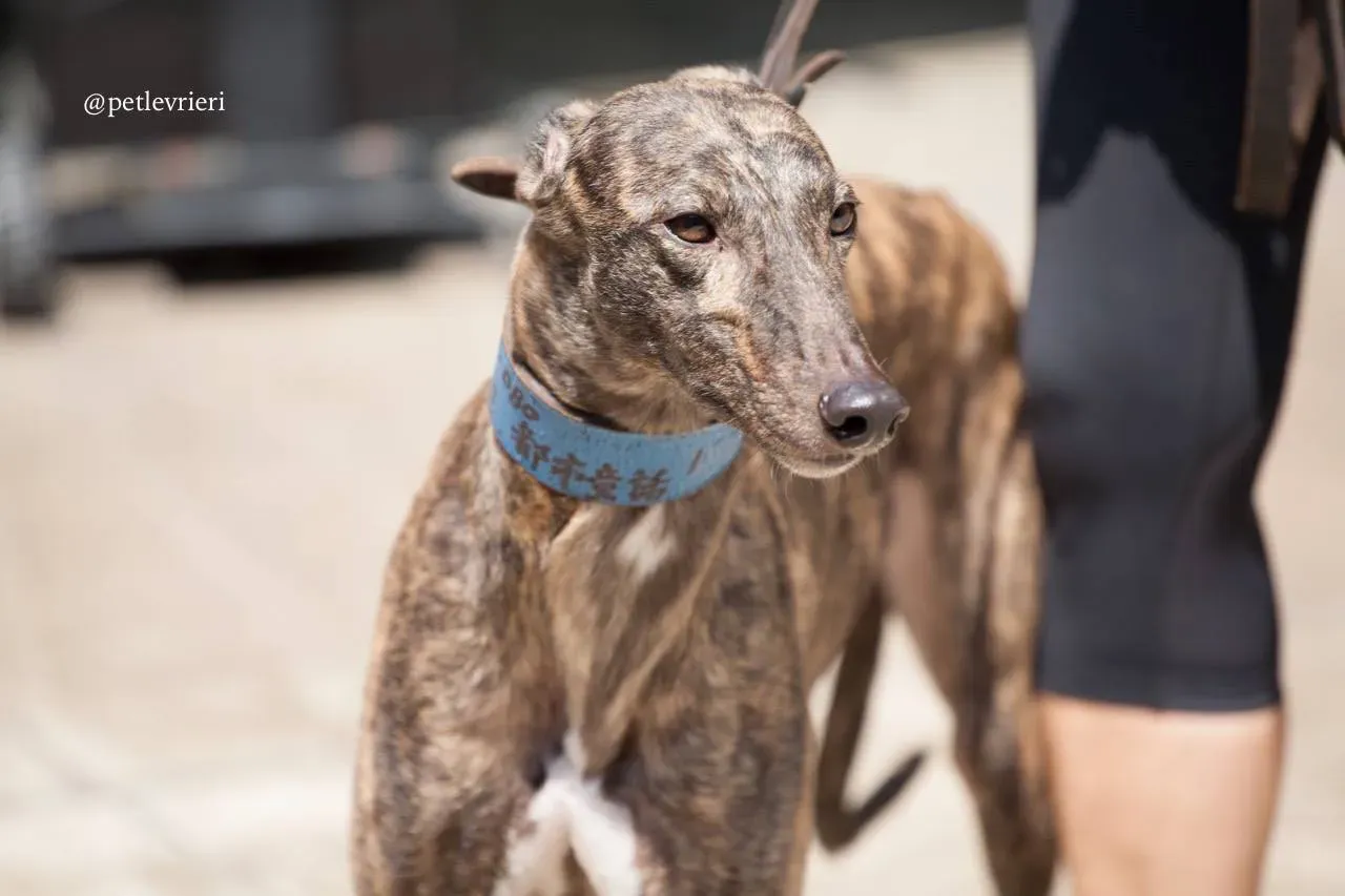 2 romance city adozione greyhound macao