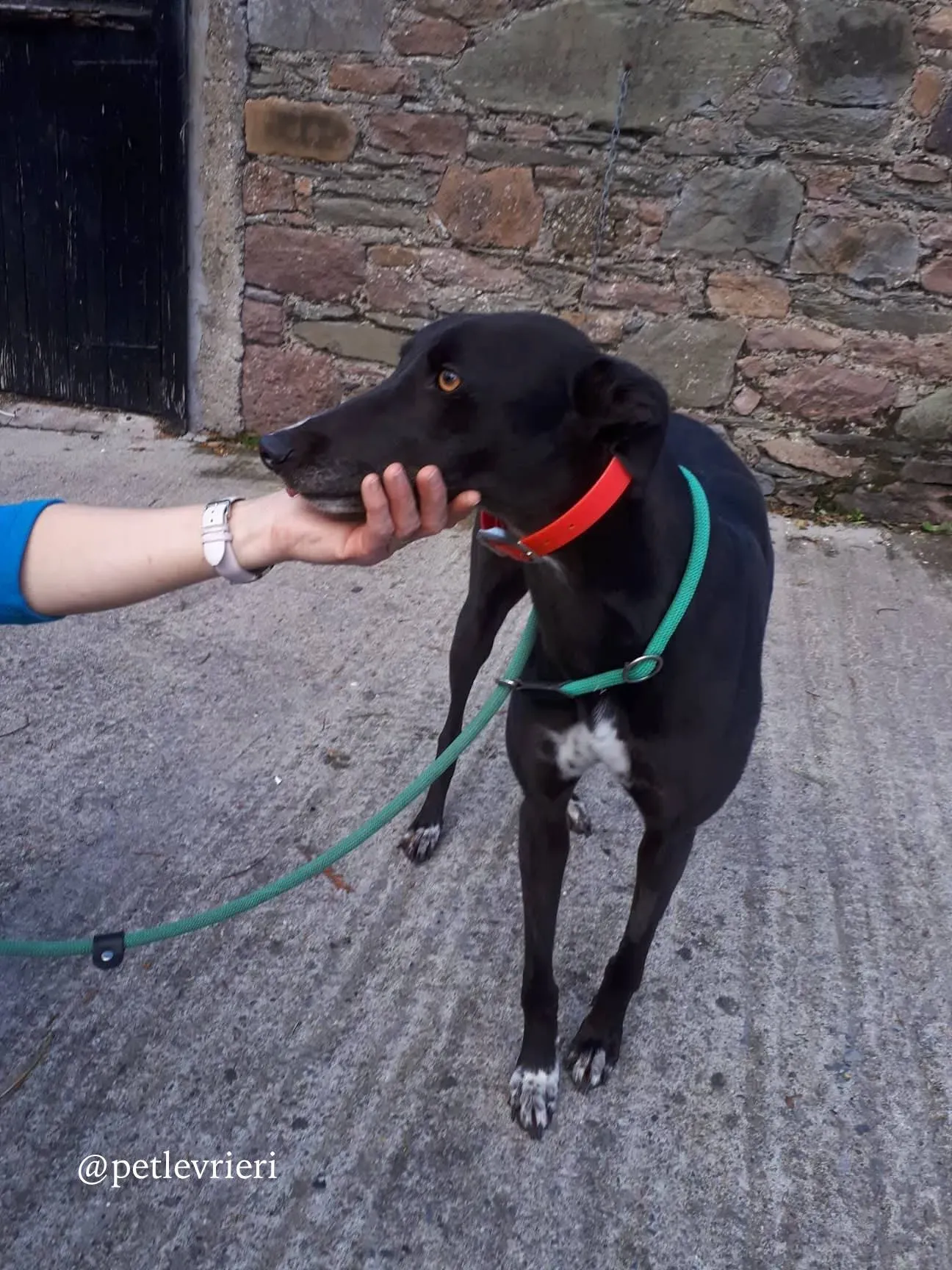 2 rosie adozione levrieri greyhound