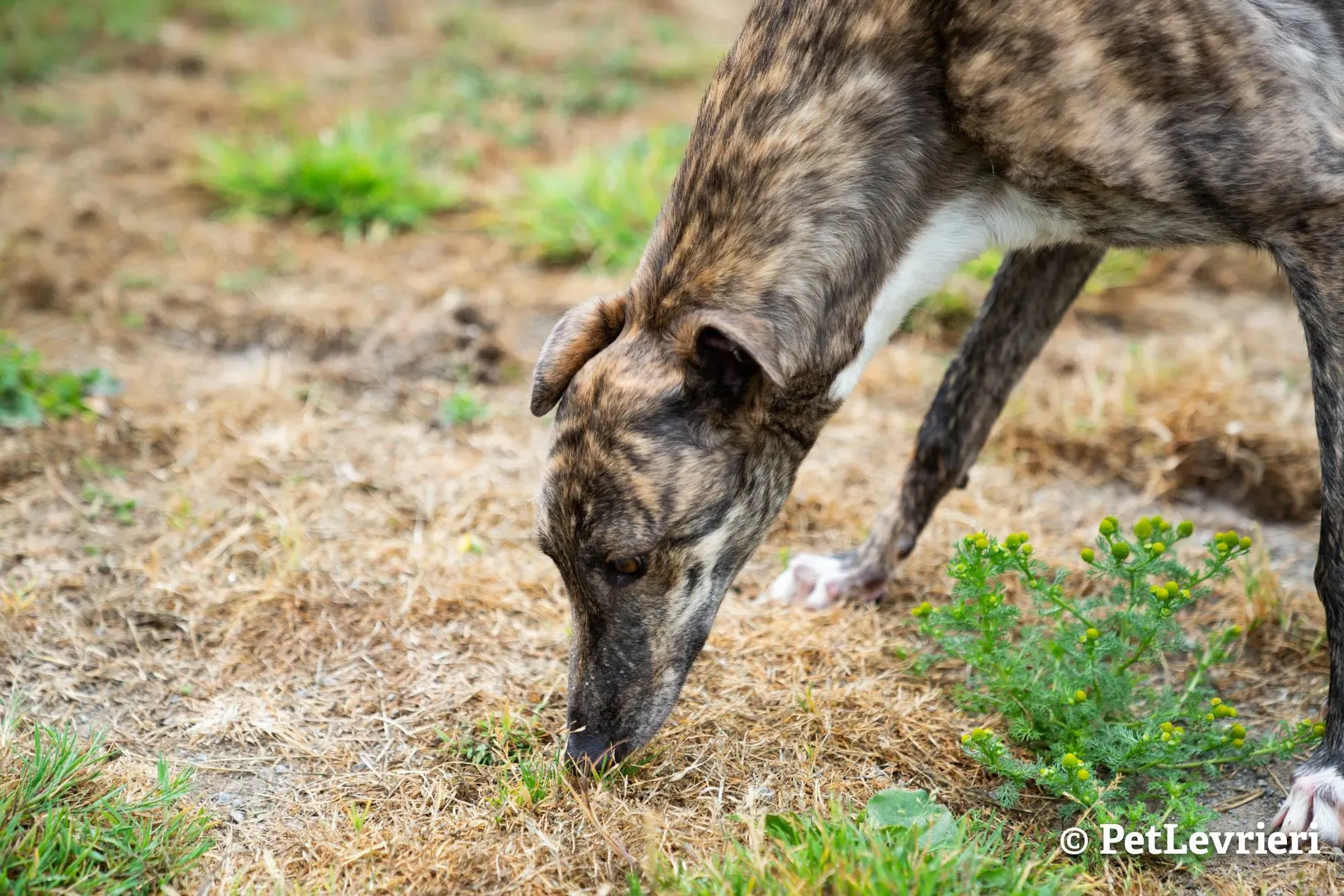 2 sade adozione levrieri greyhound