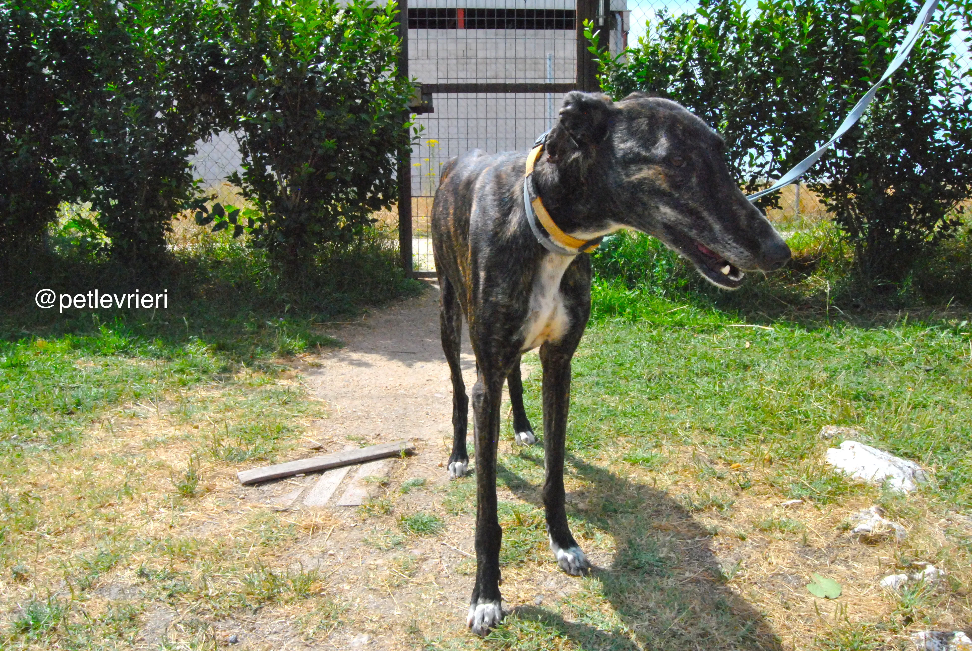 2 sasha adozione levrieri galgo 1