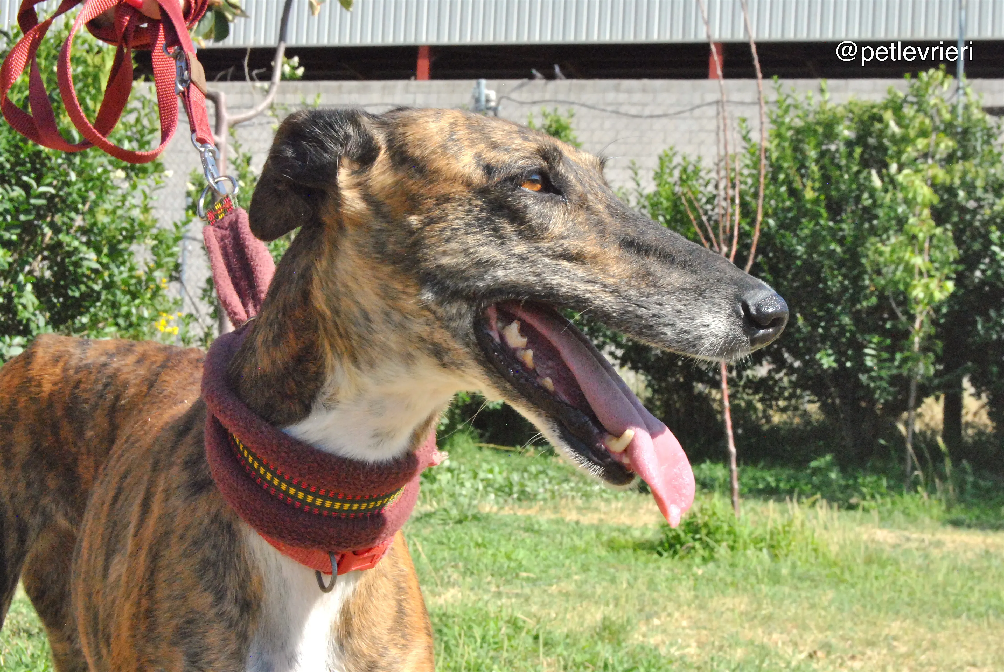 2 sevillana adozione levrieri galgo