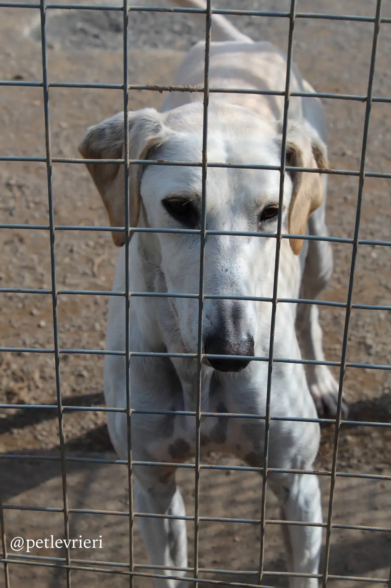 2 snowman adozione greyhound 1