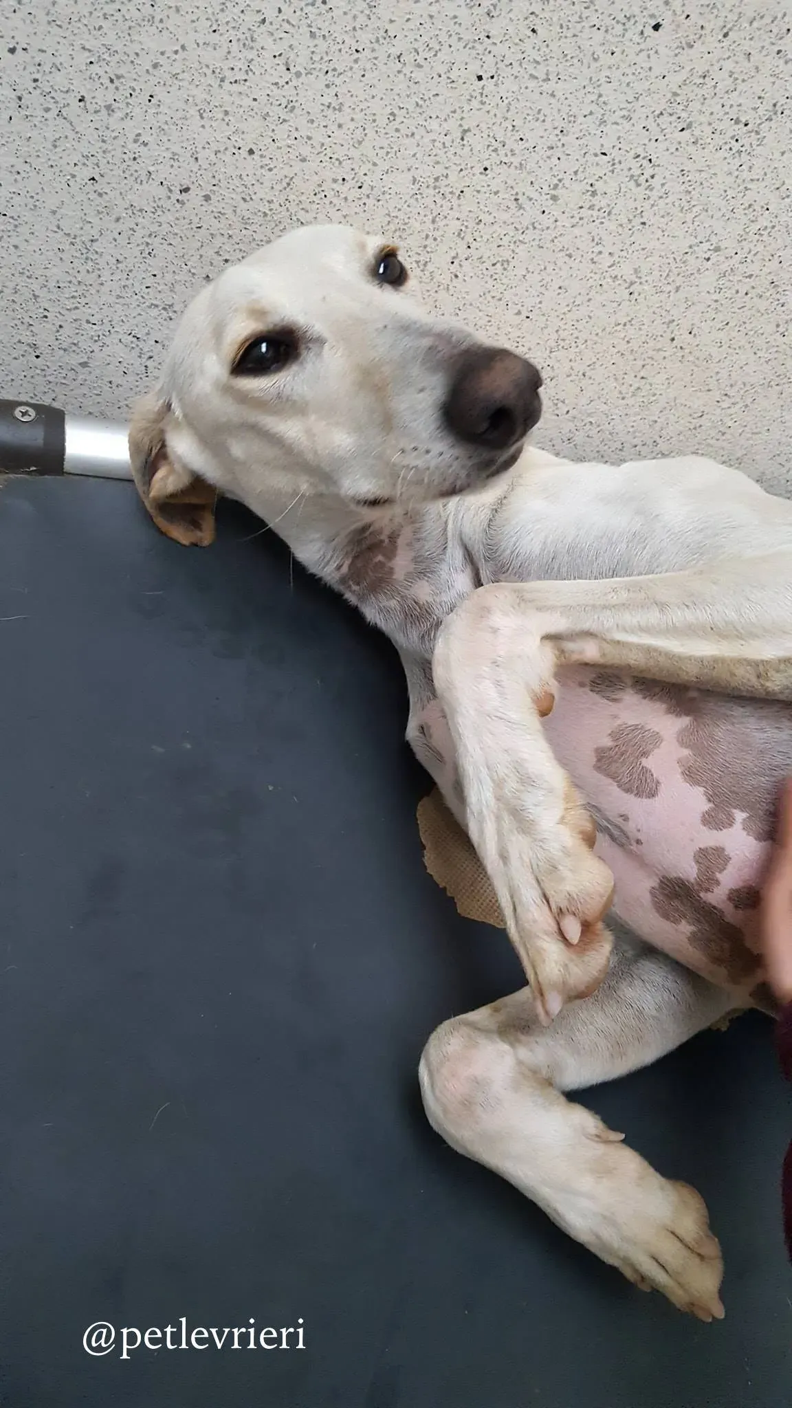 2 snowman adozione greyhound