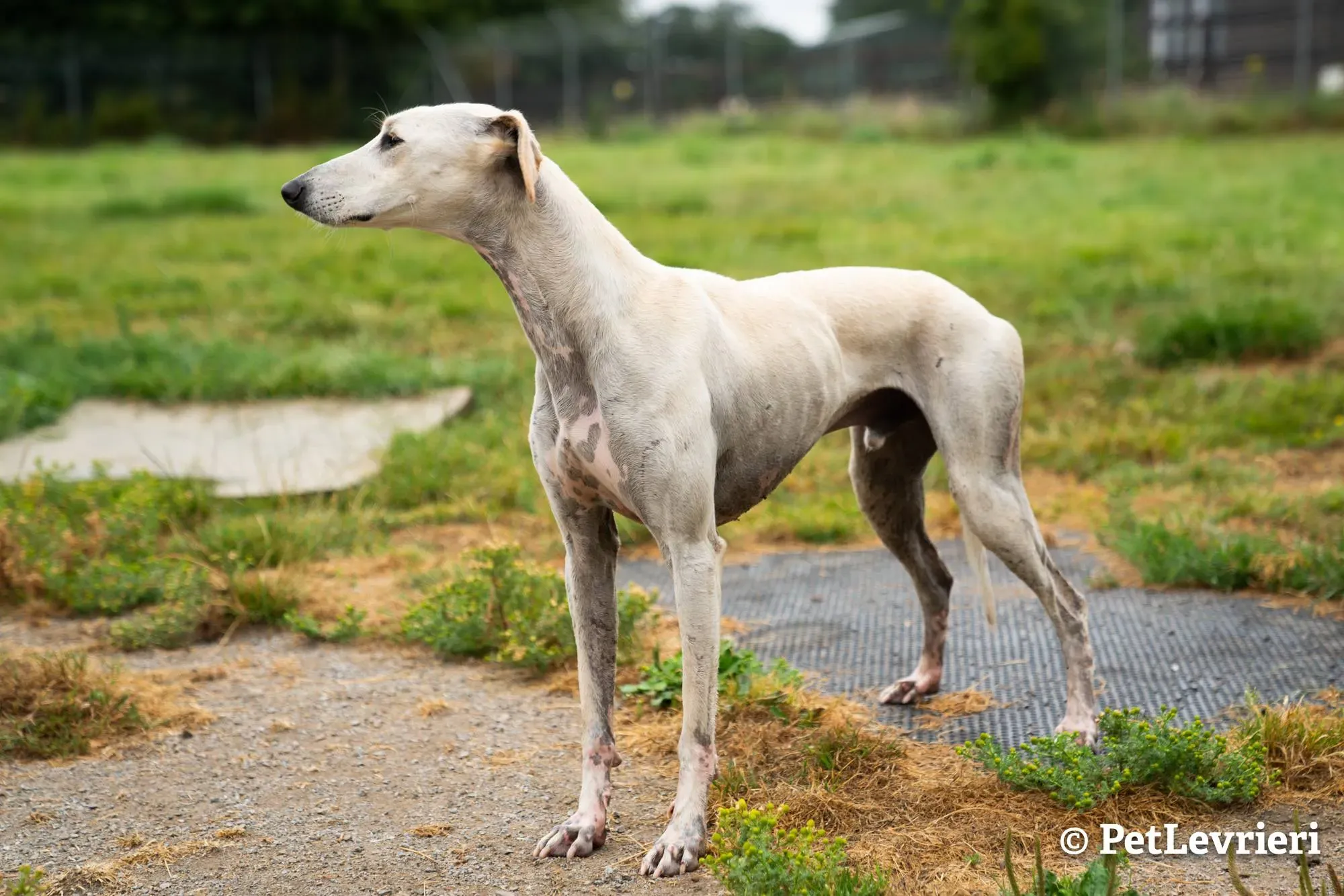 2 snowman adozione levrieri greyhound 1