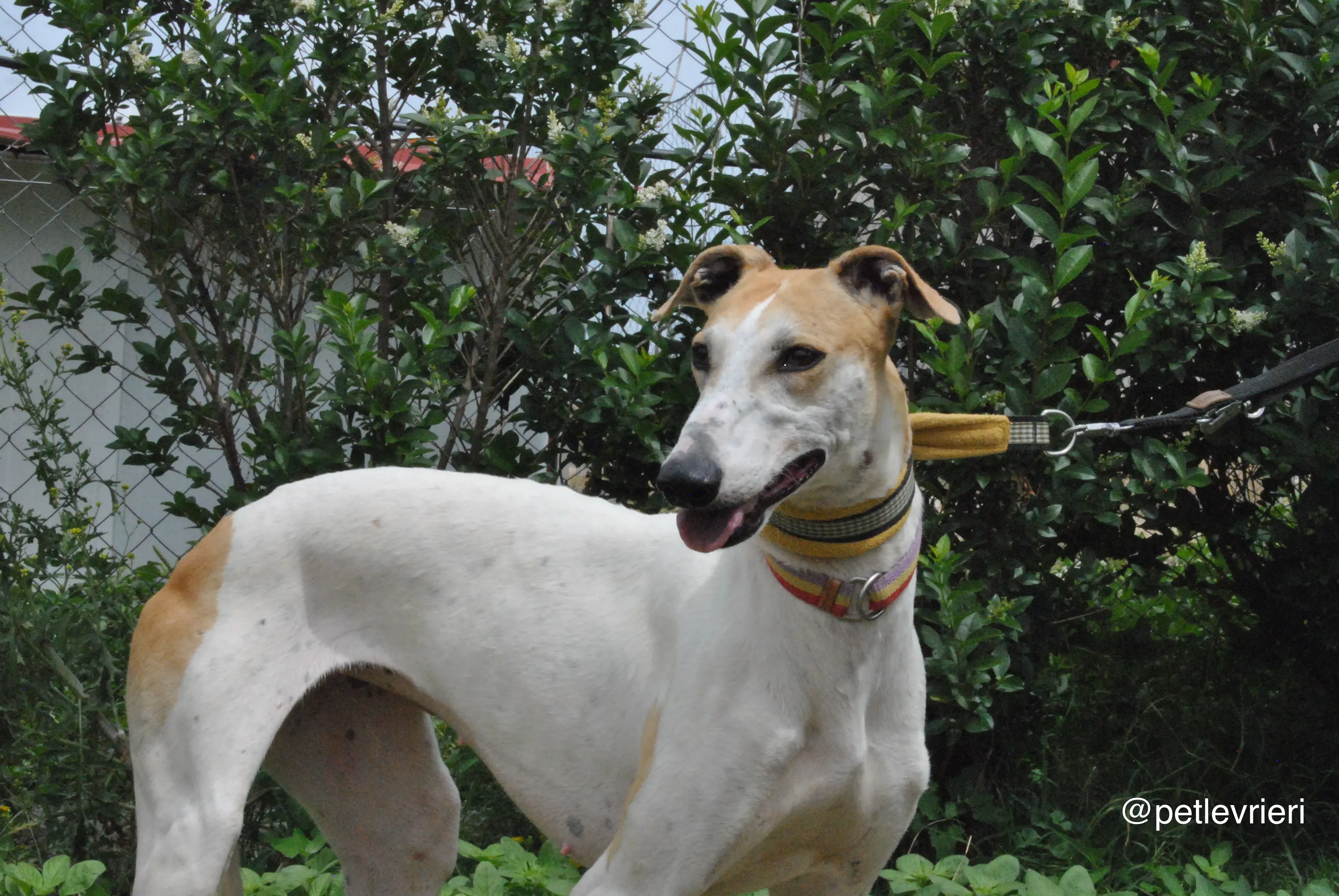 2 soda adozione levrieri galgo