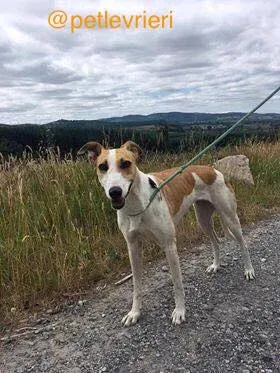 2 sonia adozione levrieri greyhound