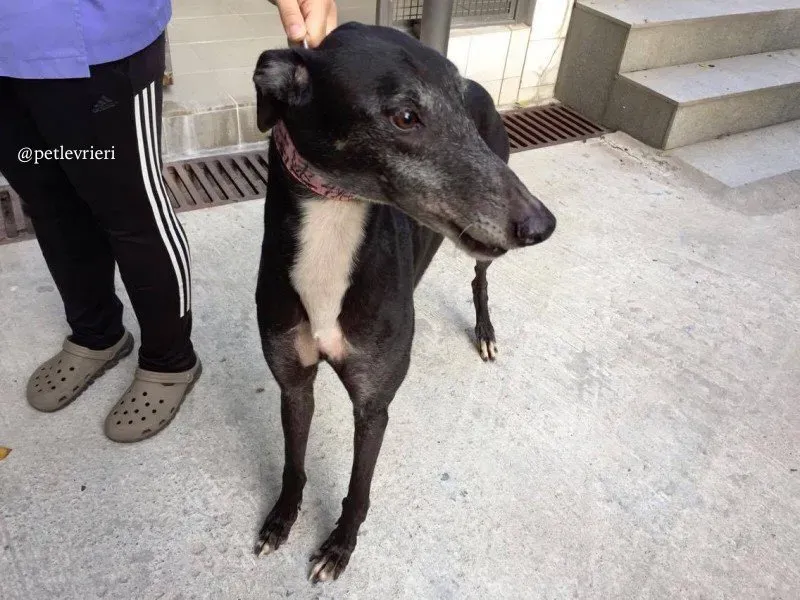 2 sparky adozione greyhound macao