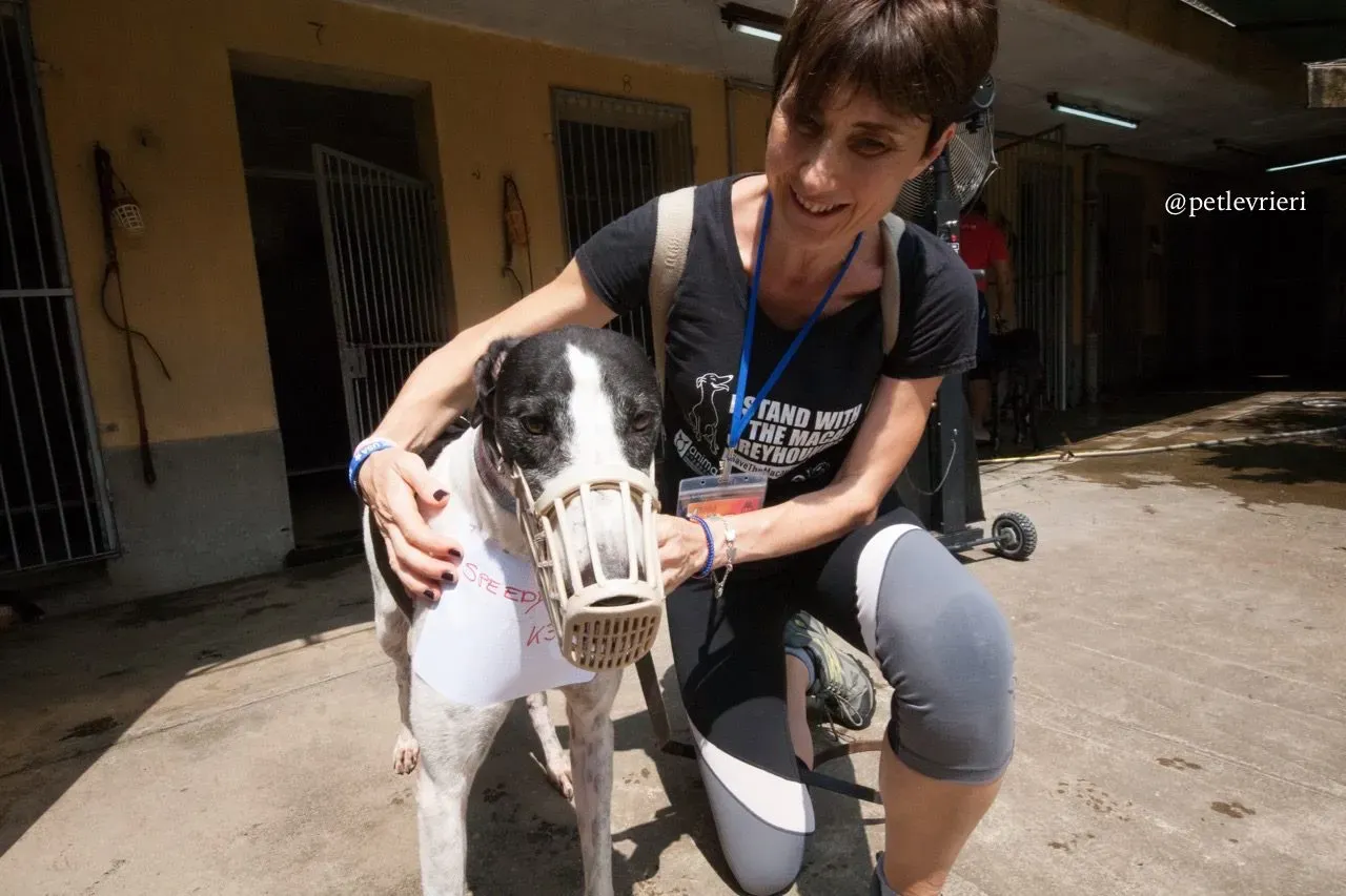 2 speedy quick quick adozione greyhound macao