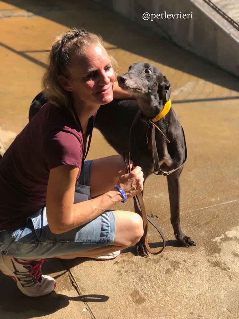 2 sprite point adozione greyhound macao