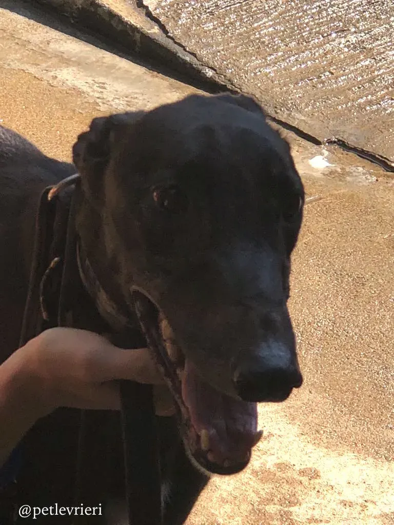 2 spritely keroma adozione greyhound macao