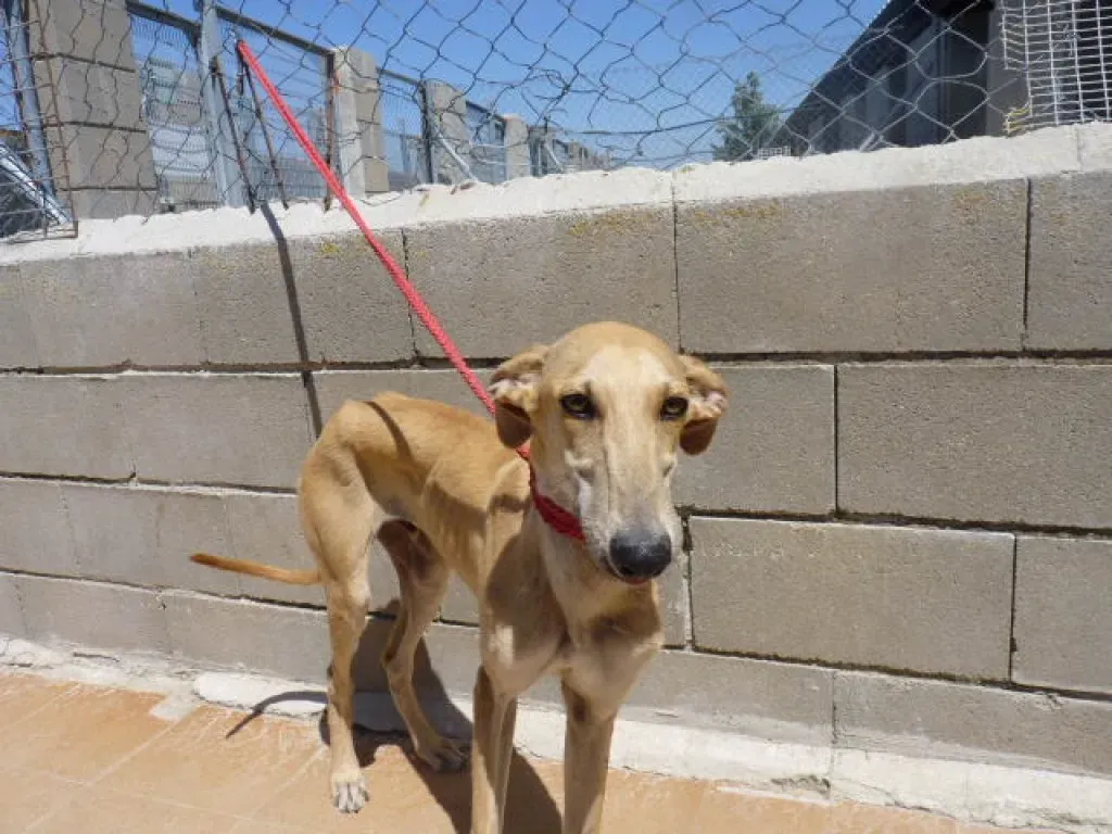 2 sunny adozione levrieri galgo