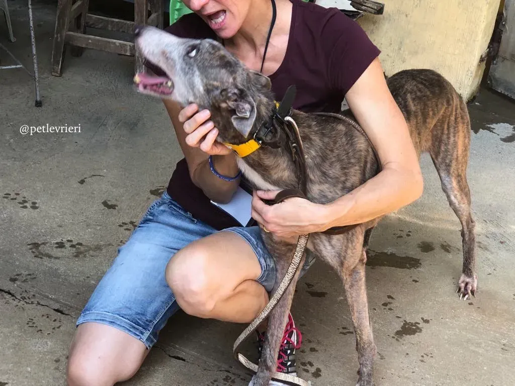 2 sure outstanding adozione greyhound macao