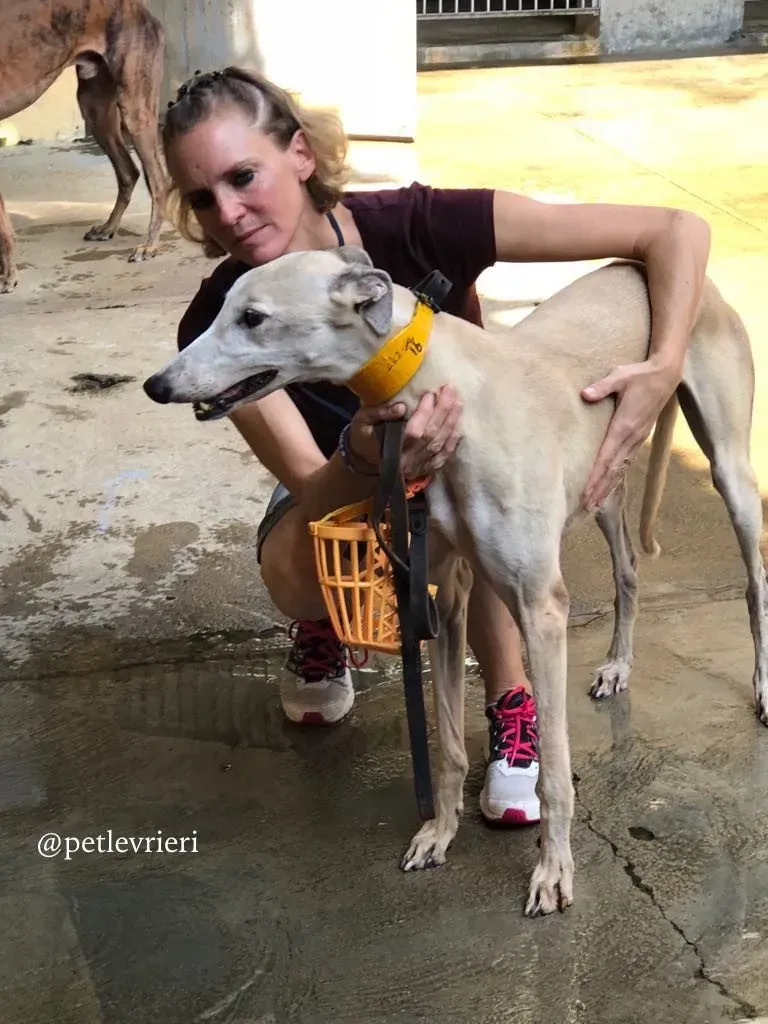 2 sure sure sweet adozione greyhound macao 768x1024